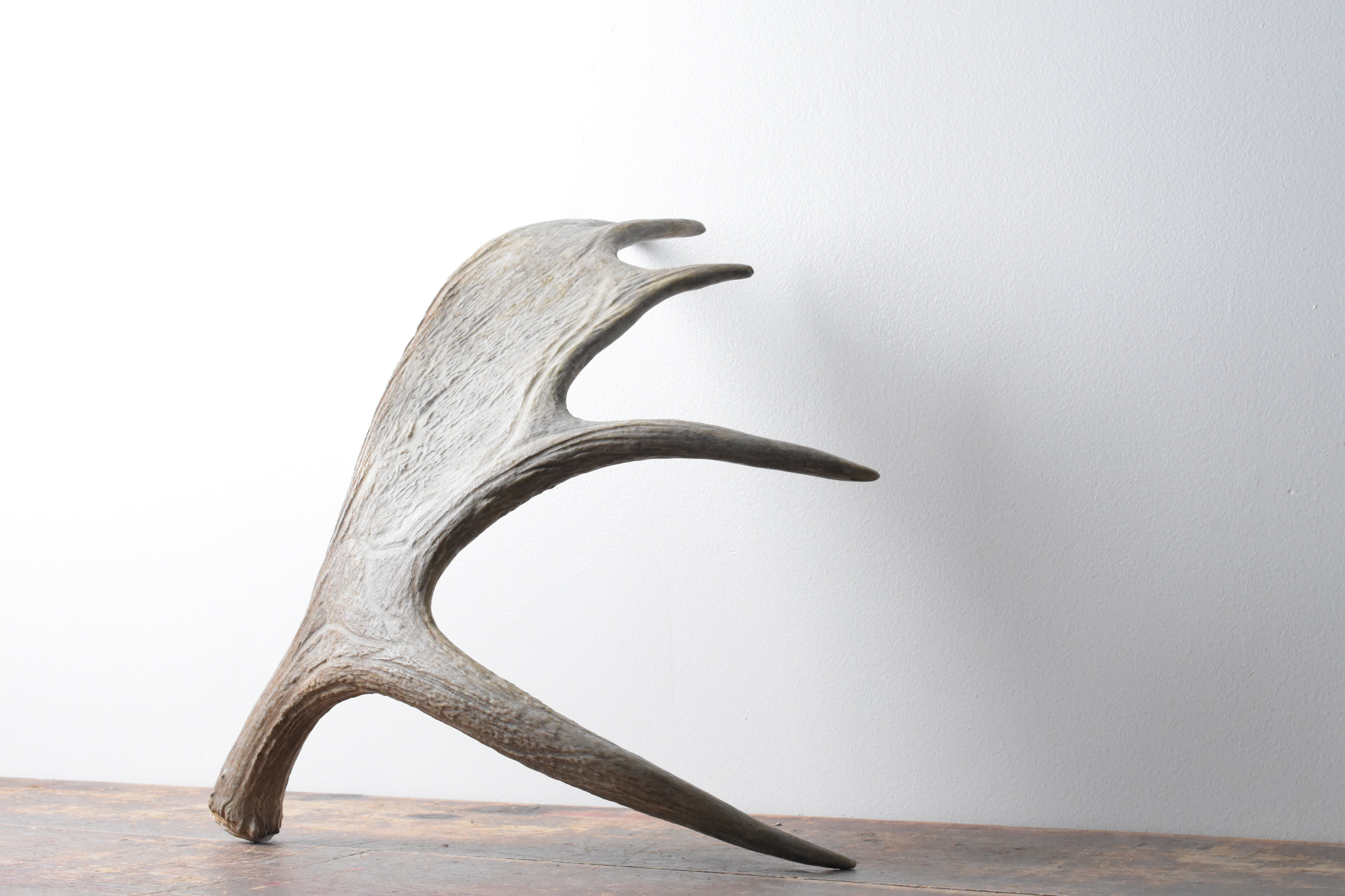 Moose Antler | Small Size | 11