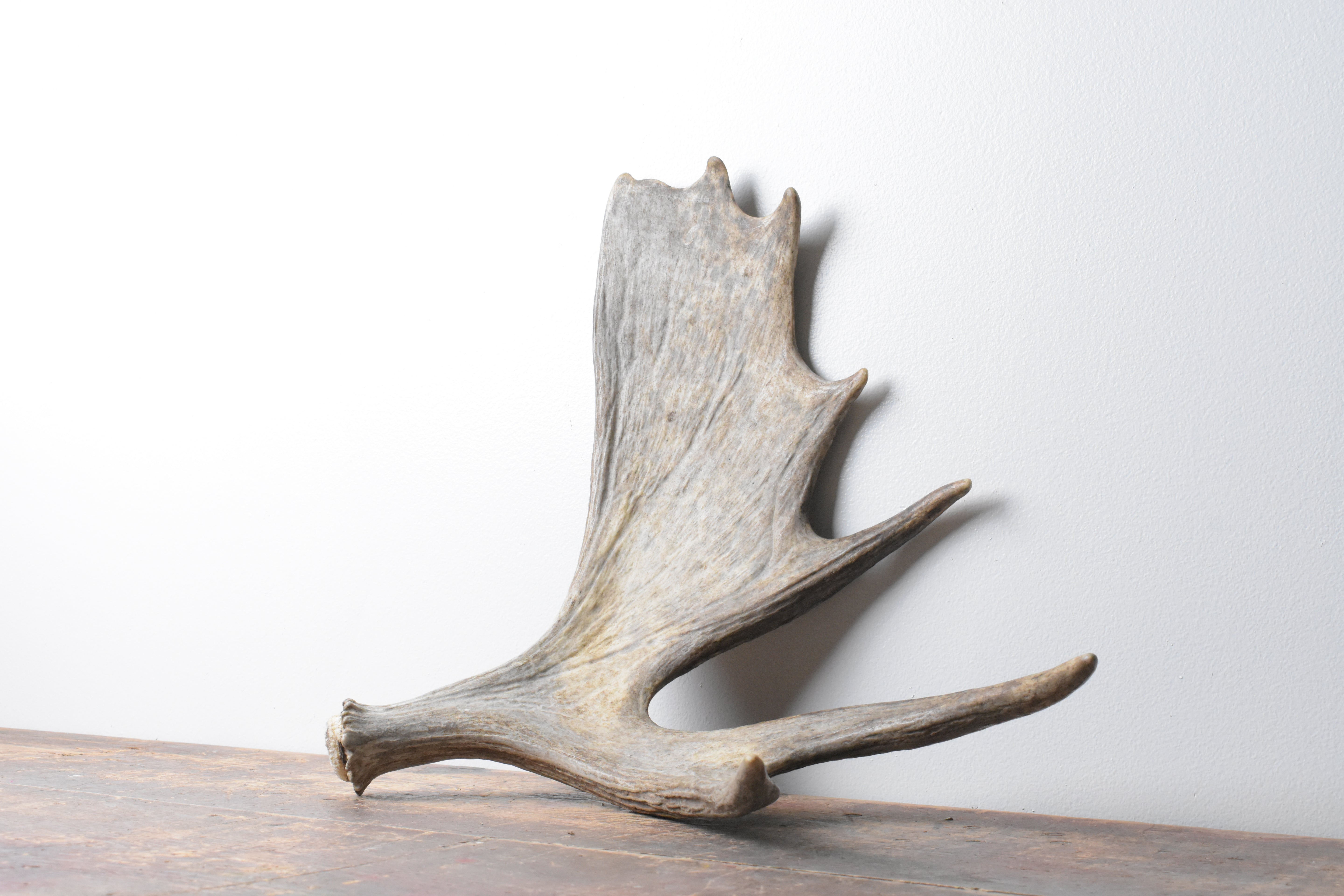Moose Antler | Small Size | 09