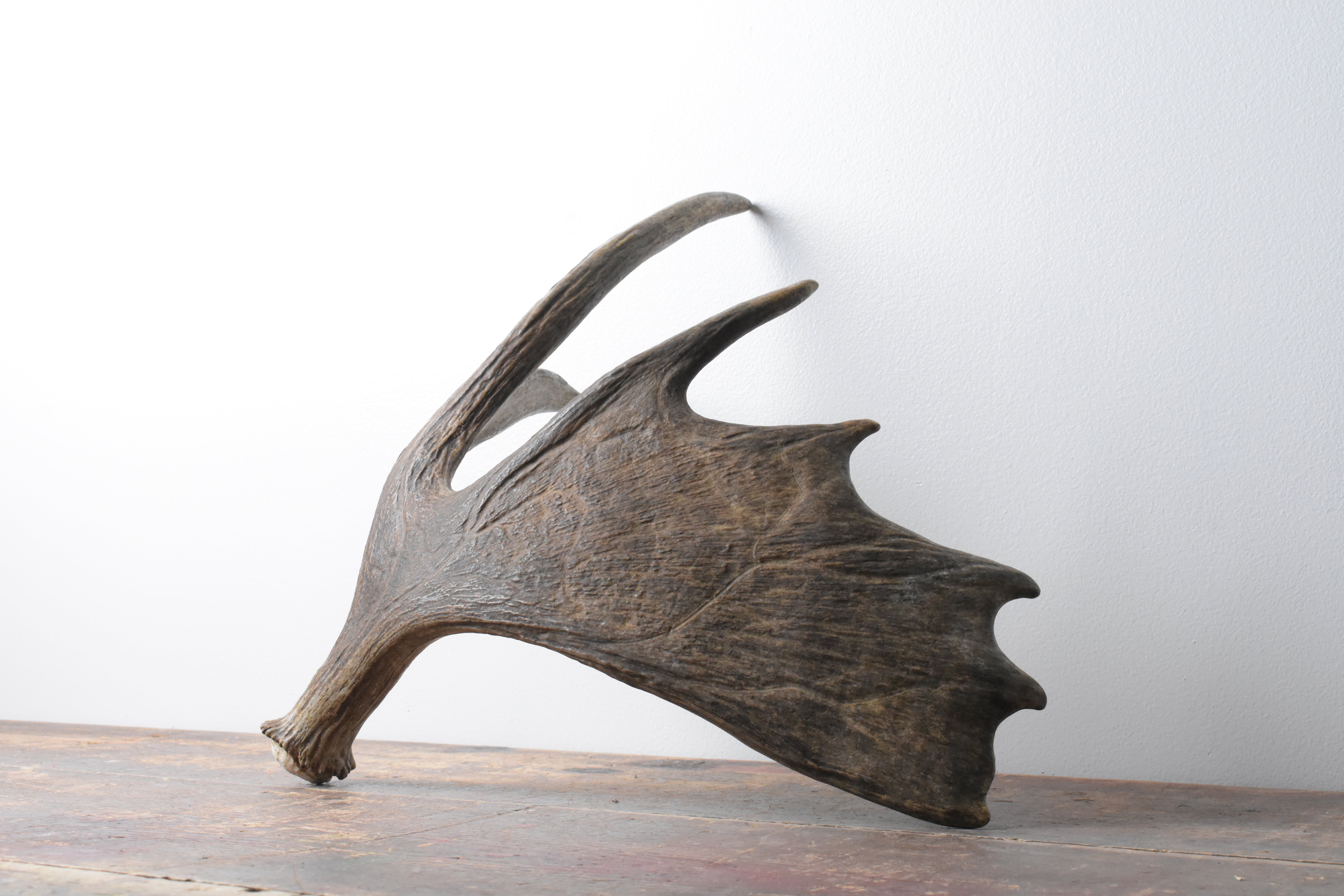 Moose Antler | Small Size | 09