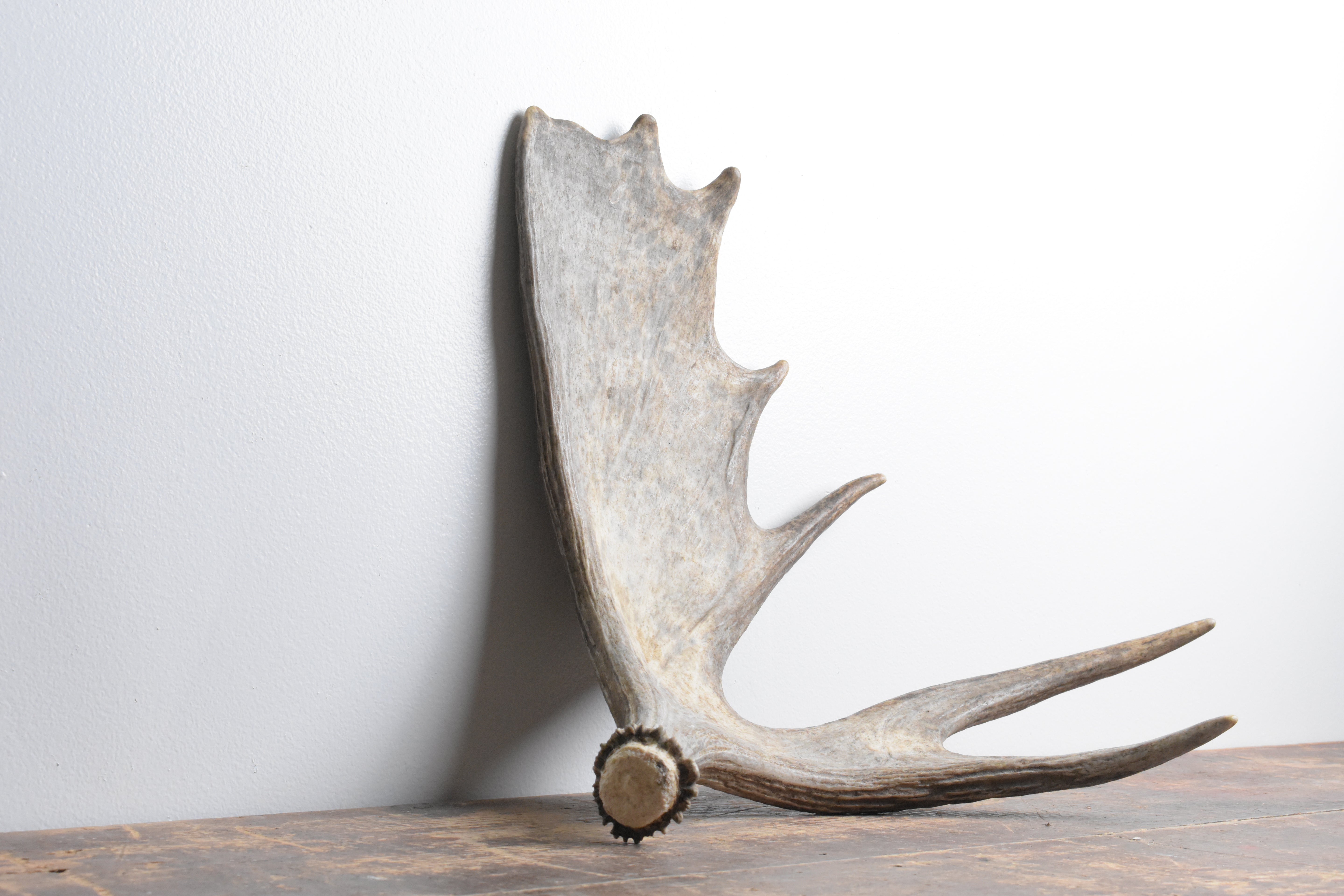 Moose Antler | Small Size | 09