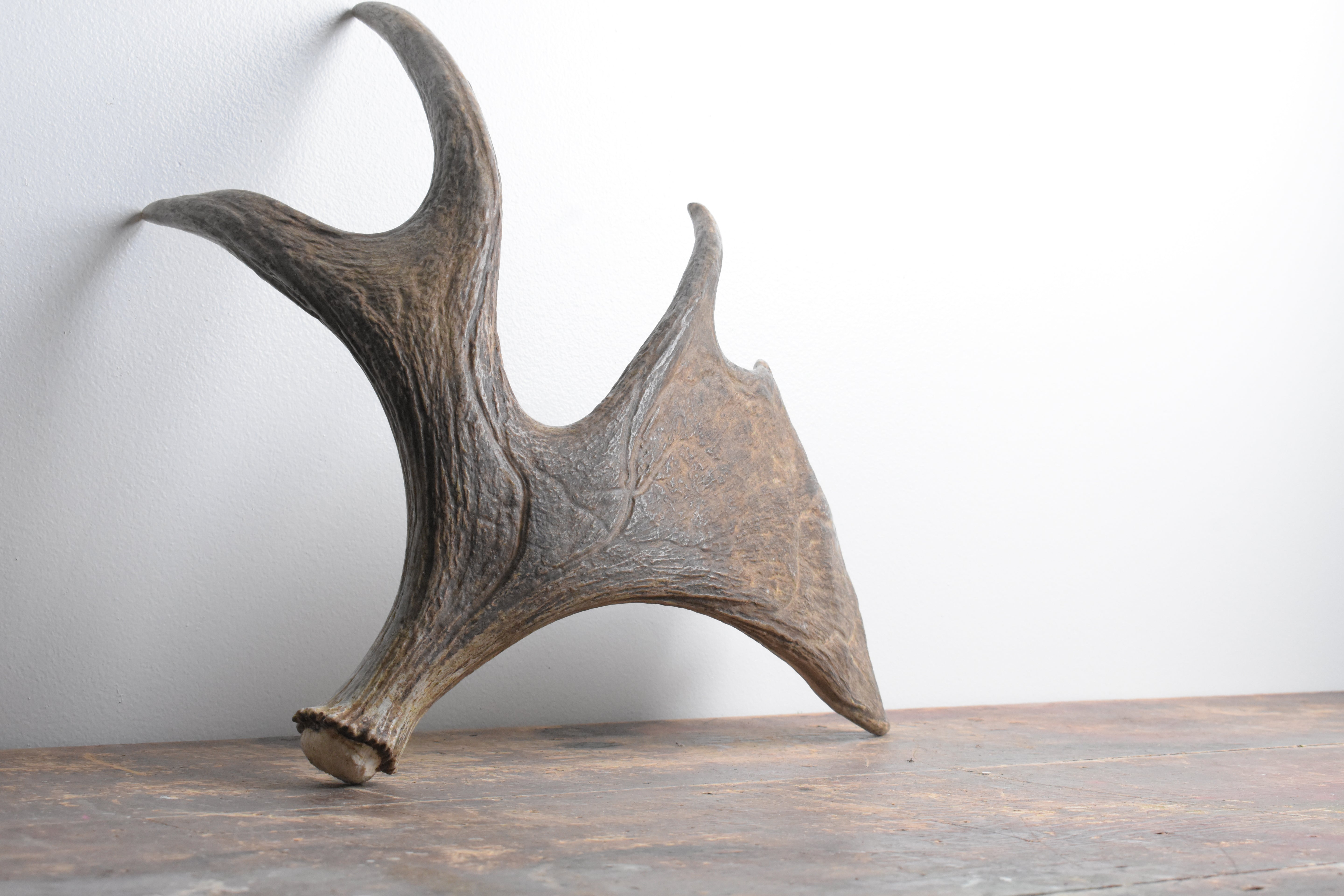 Moose Antler | Small Size | 09
