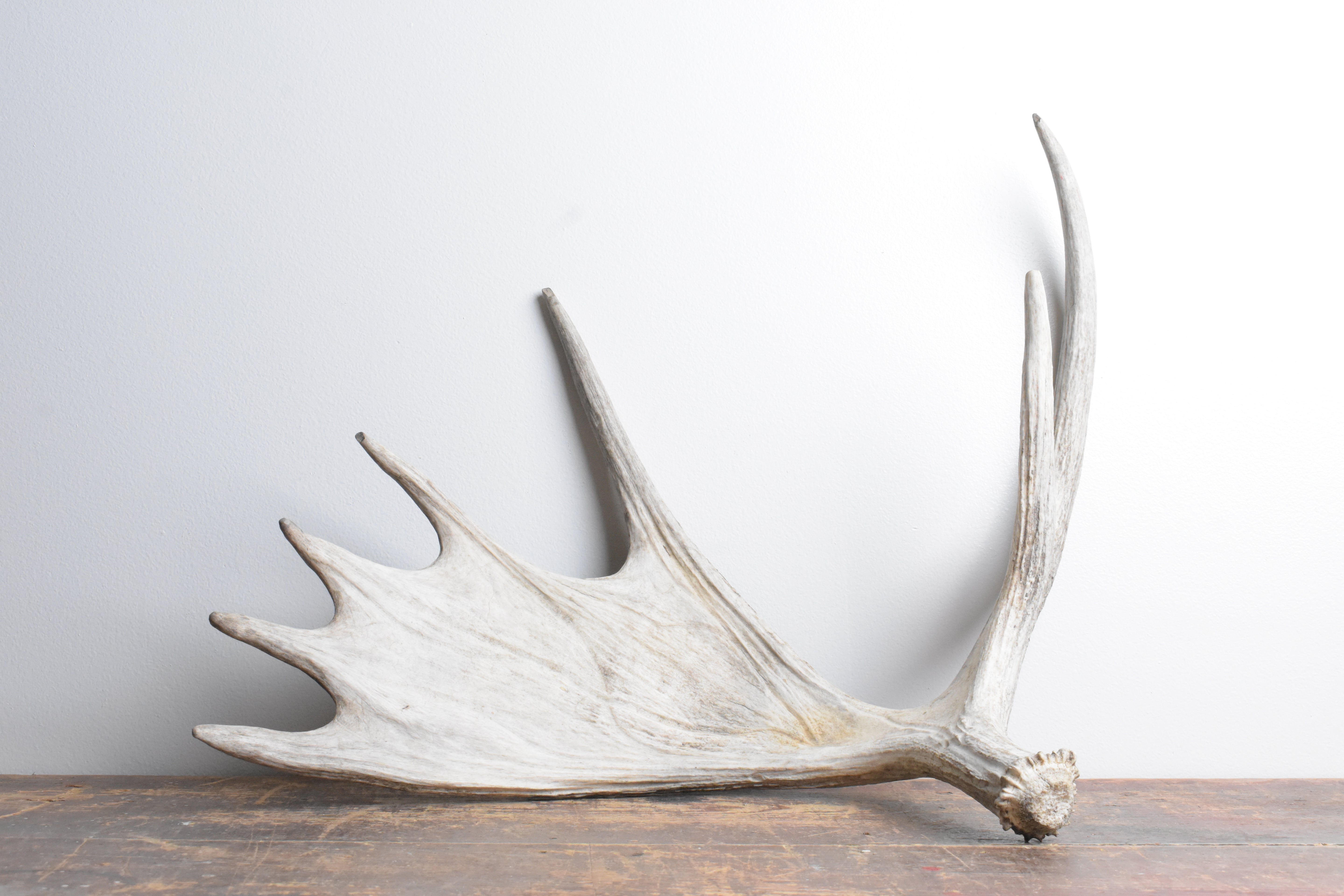 Moose Antler | Small Size | 08