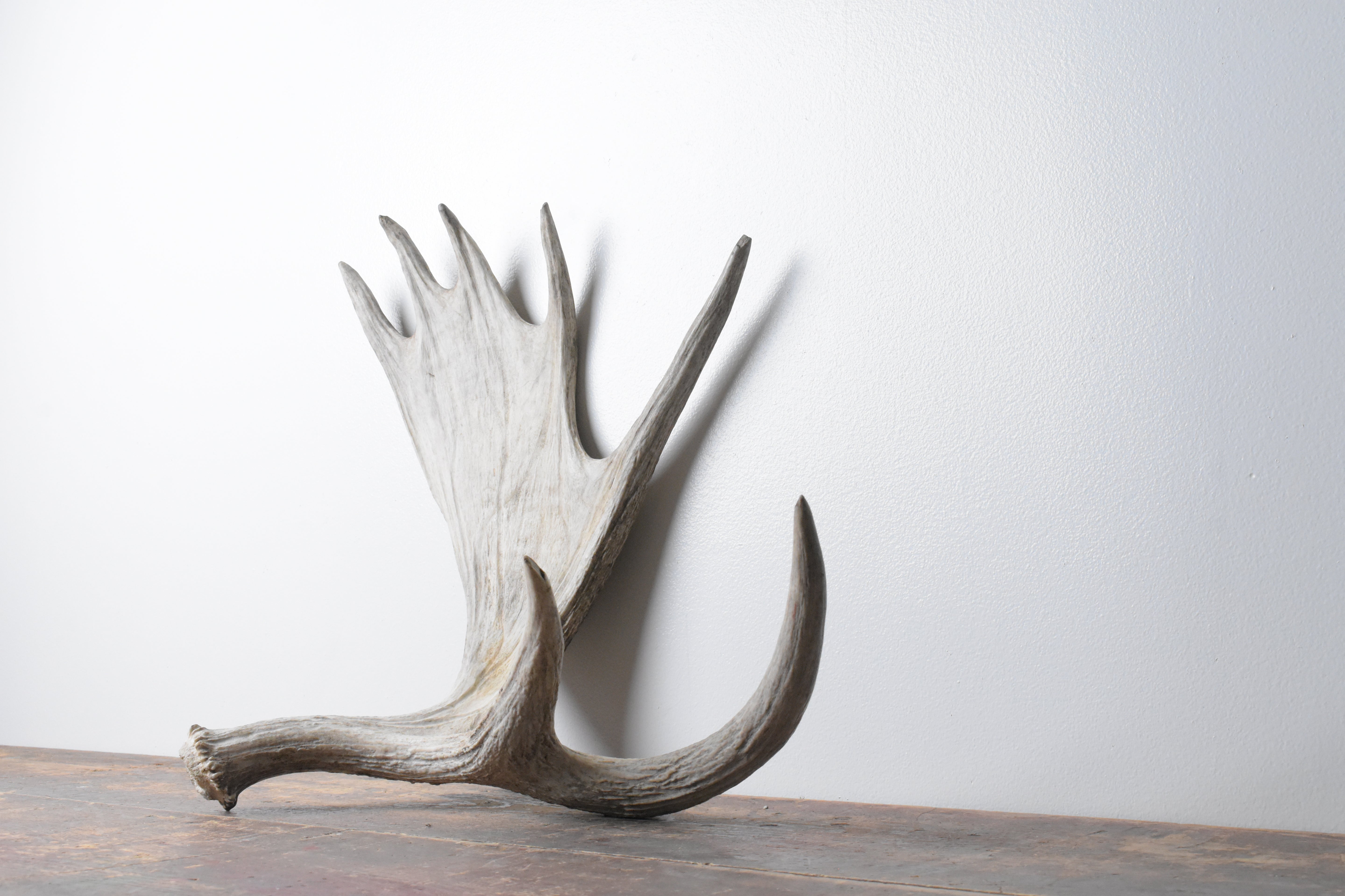 Moose Antler | Small Size | 08