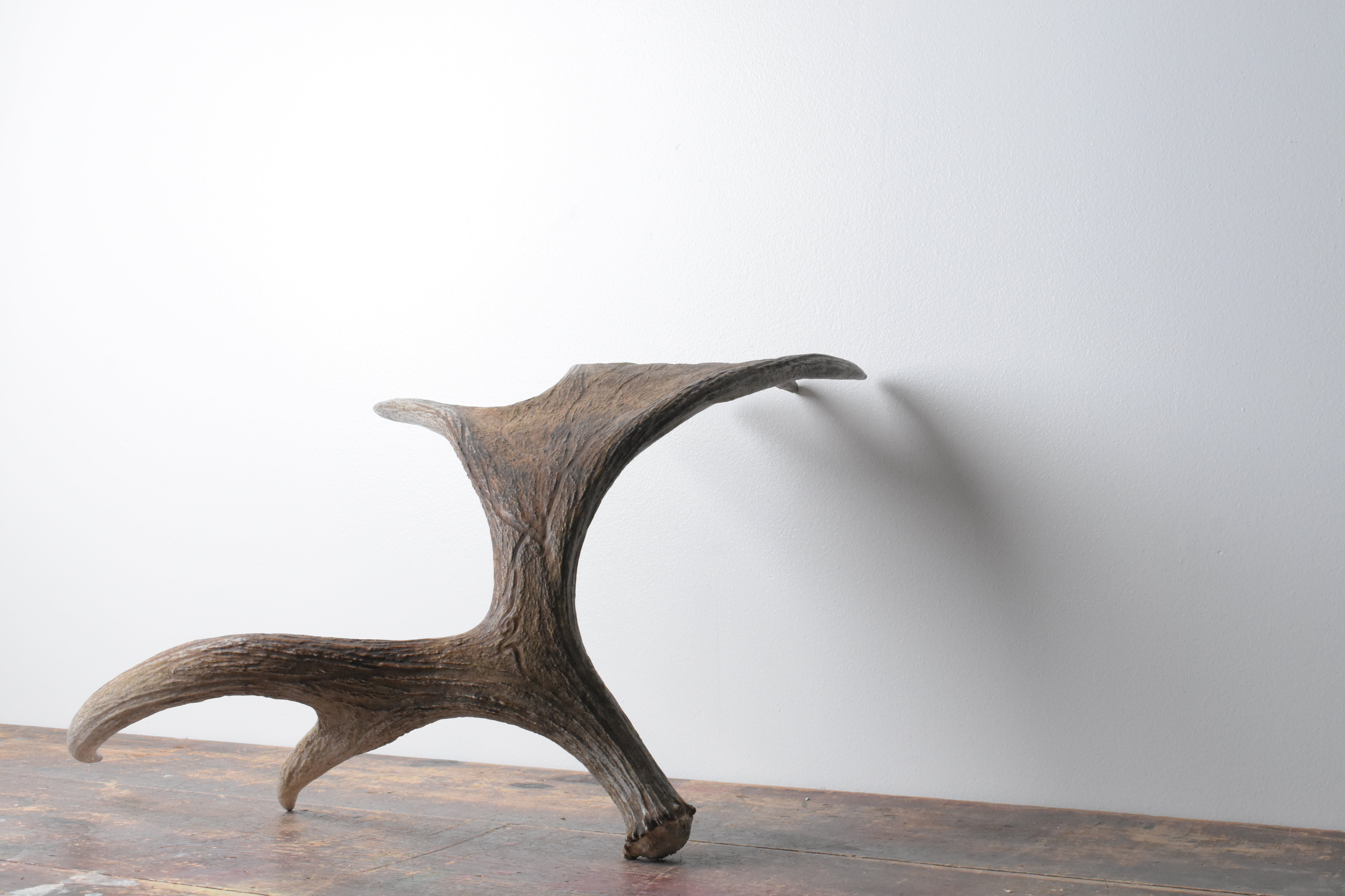 Moose Antler | Small Size | 08