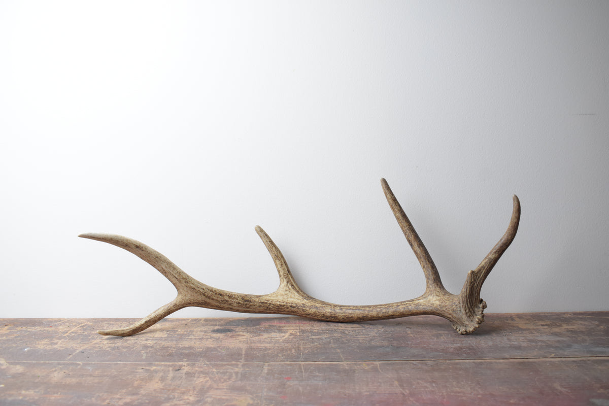Small Elk Rack Small Elk Antler | Naturally Shed | Rustic Cabin Decor | Sits upright ...