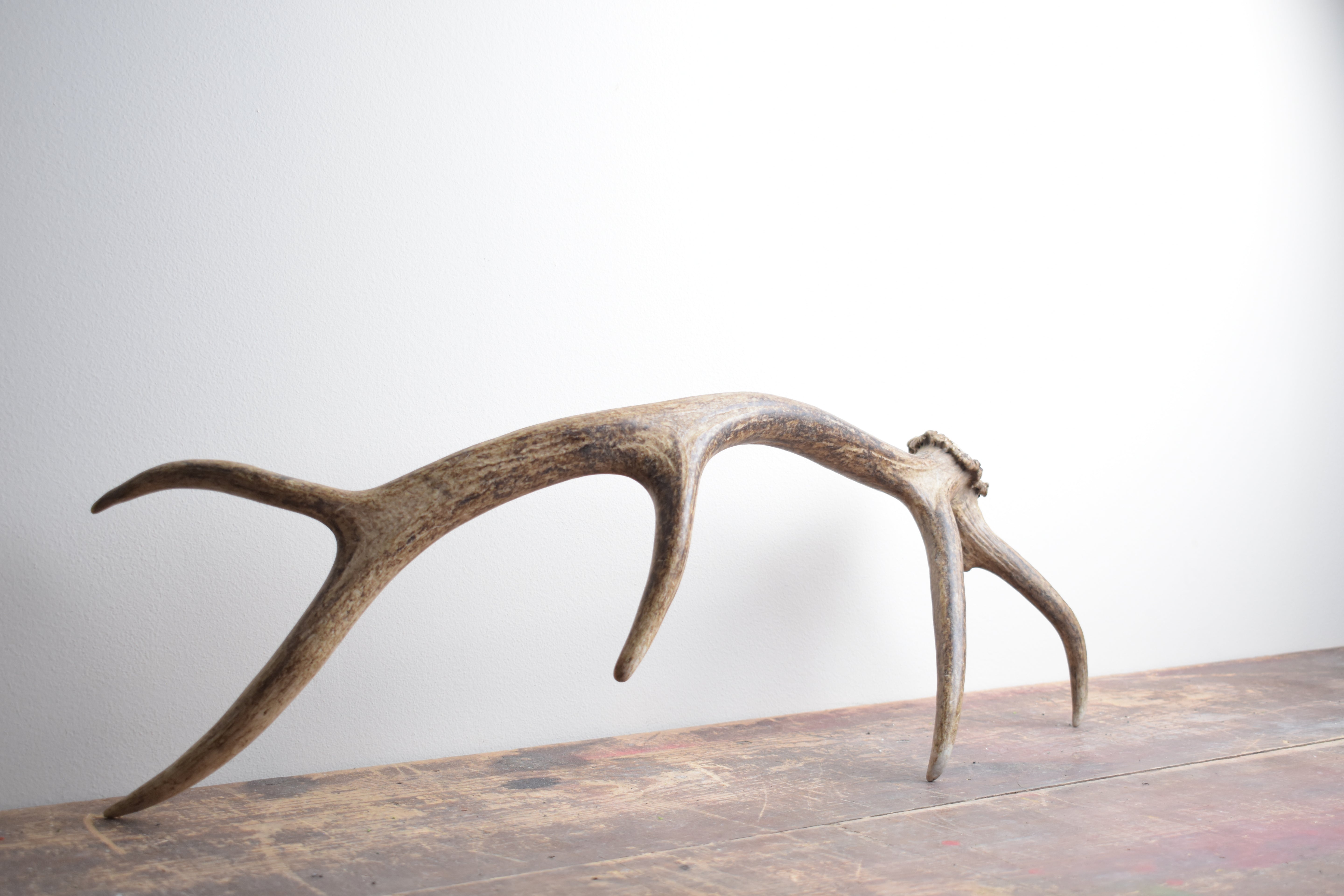 Elk Antler | 39 | SOLD OUT