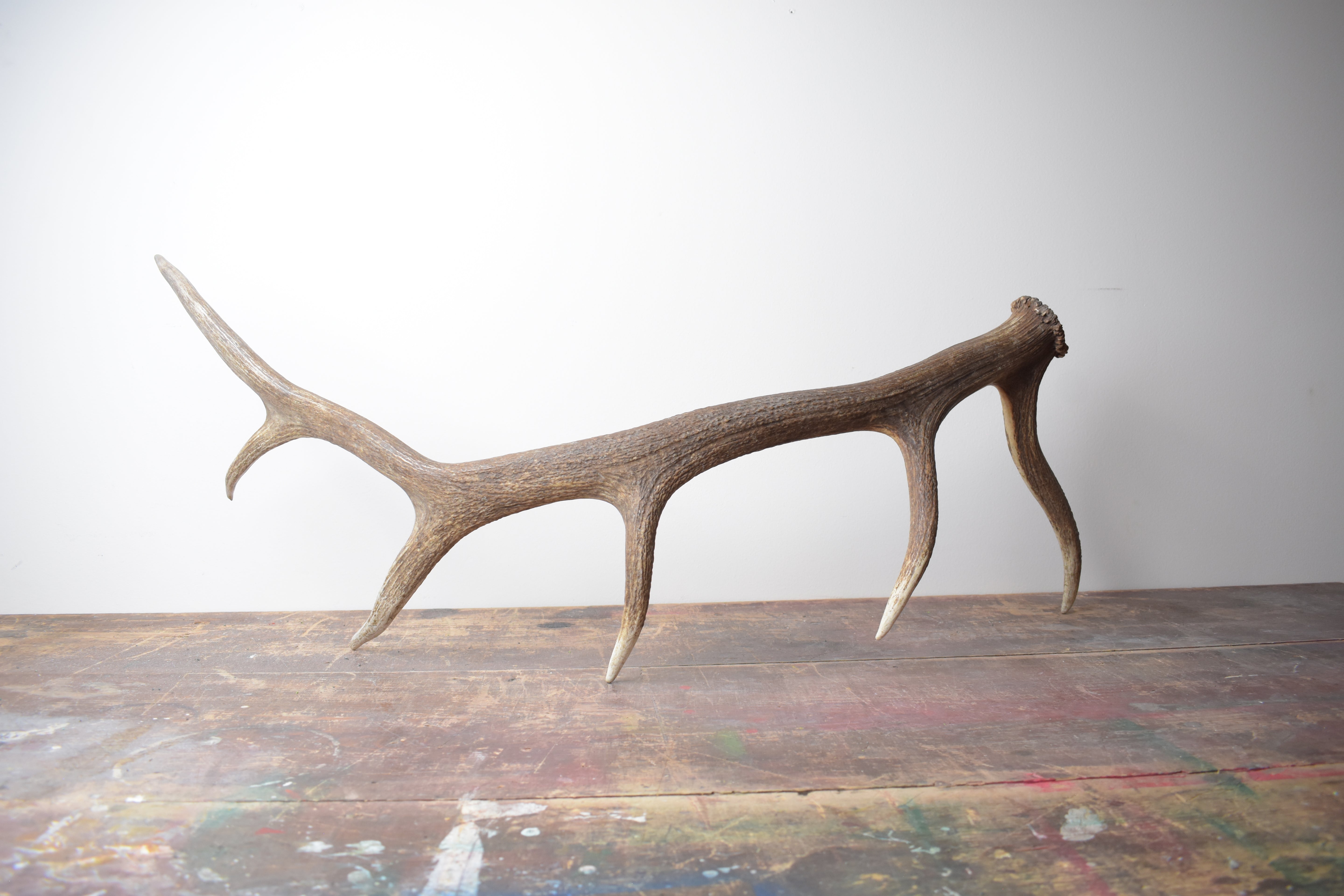 Elk Antler | Large Size | 42