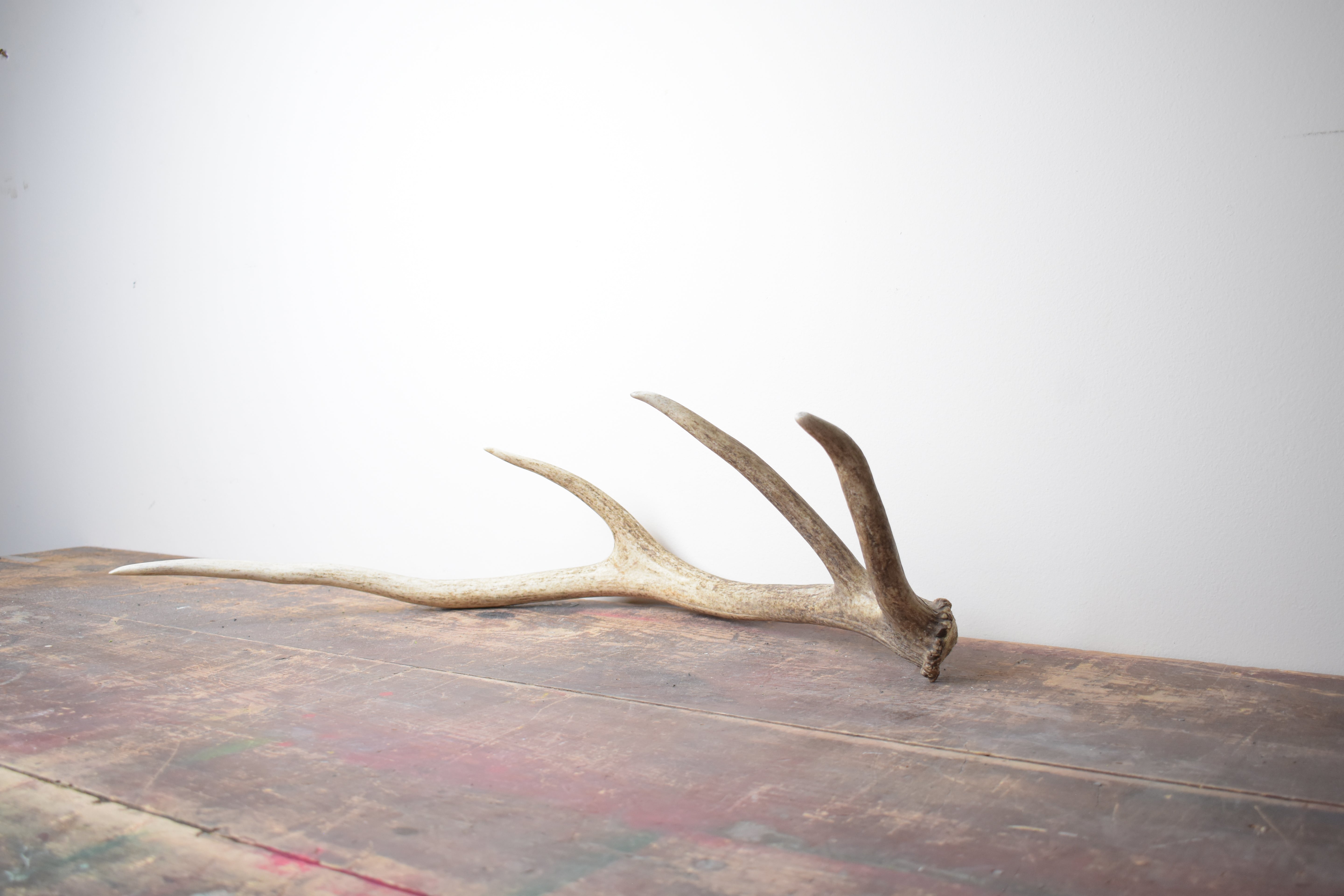 Elk Antler | Small Size | 43