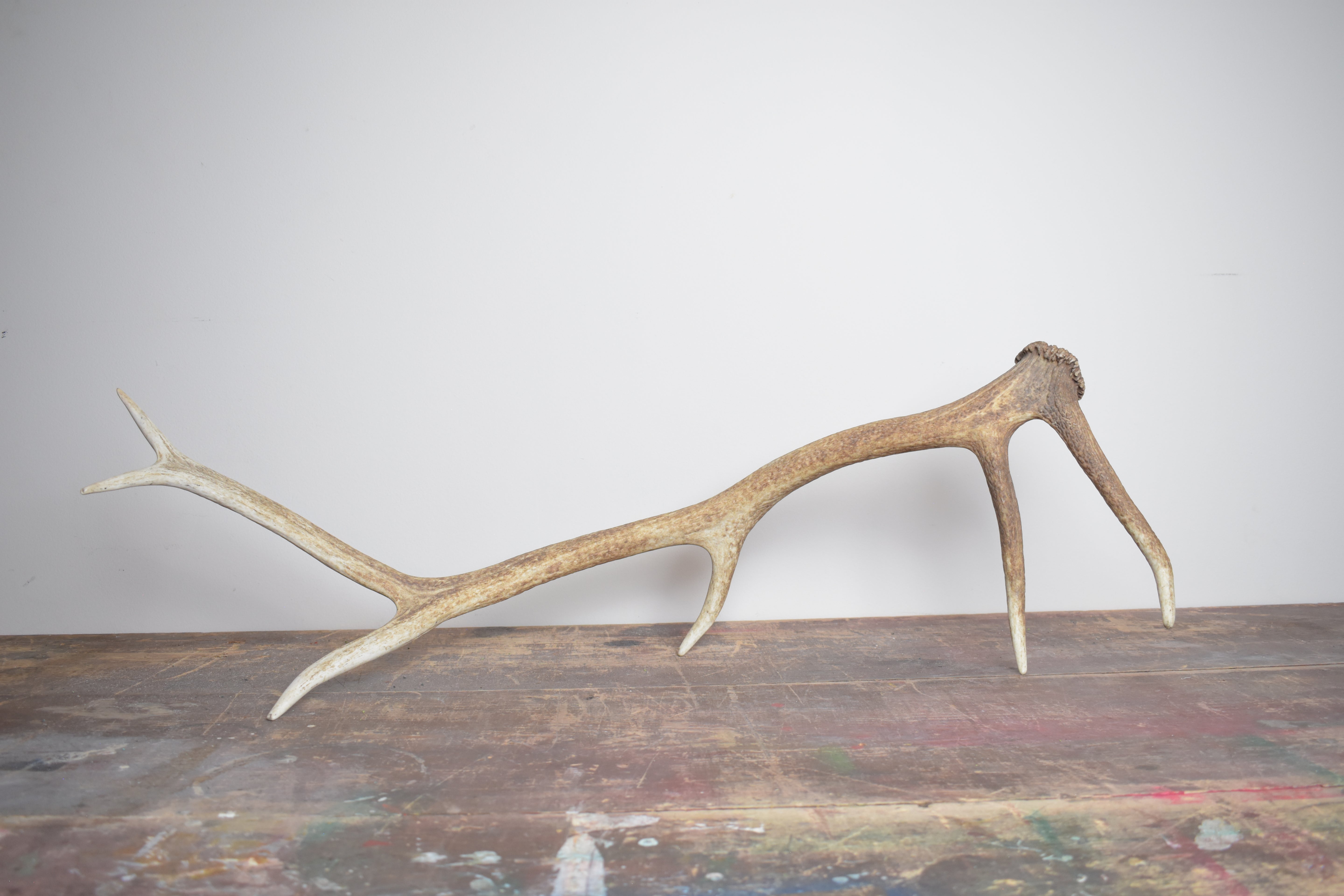 Elk Antler | Medium Size | 44