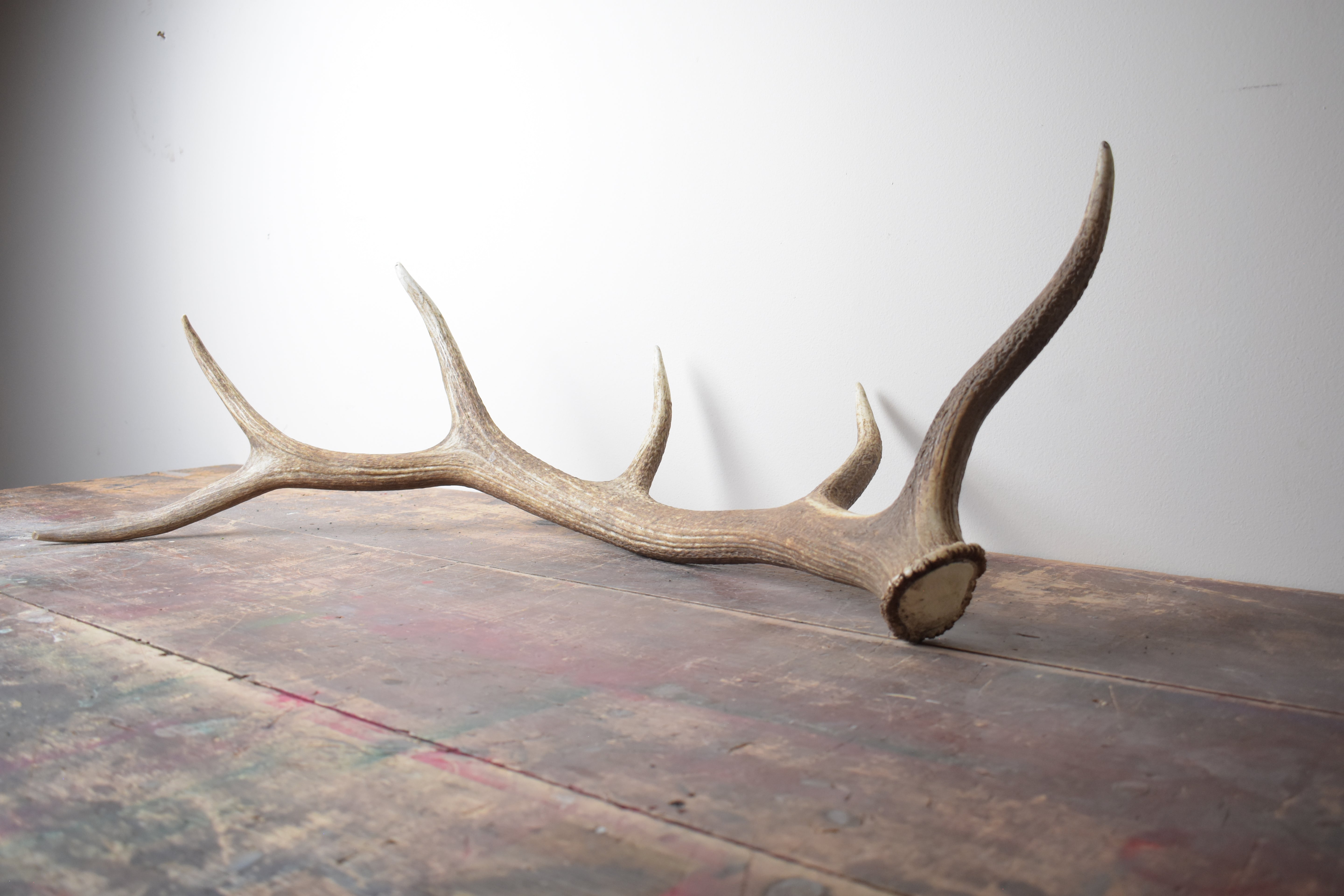 Elk Antler | Large Size | 42