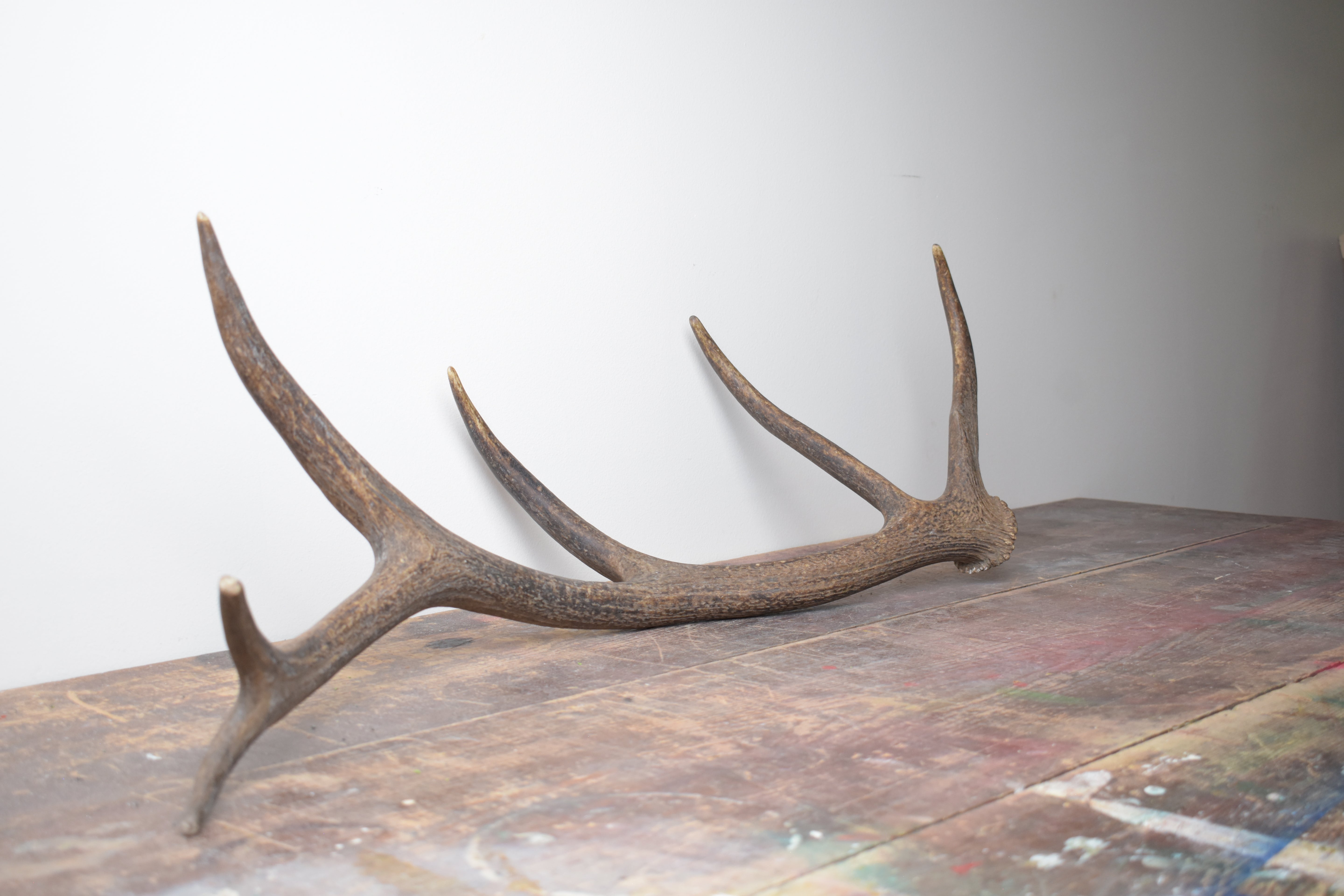 Elk Antler | Medium Size | 45