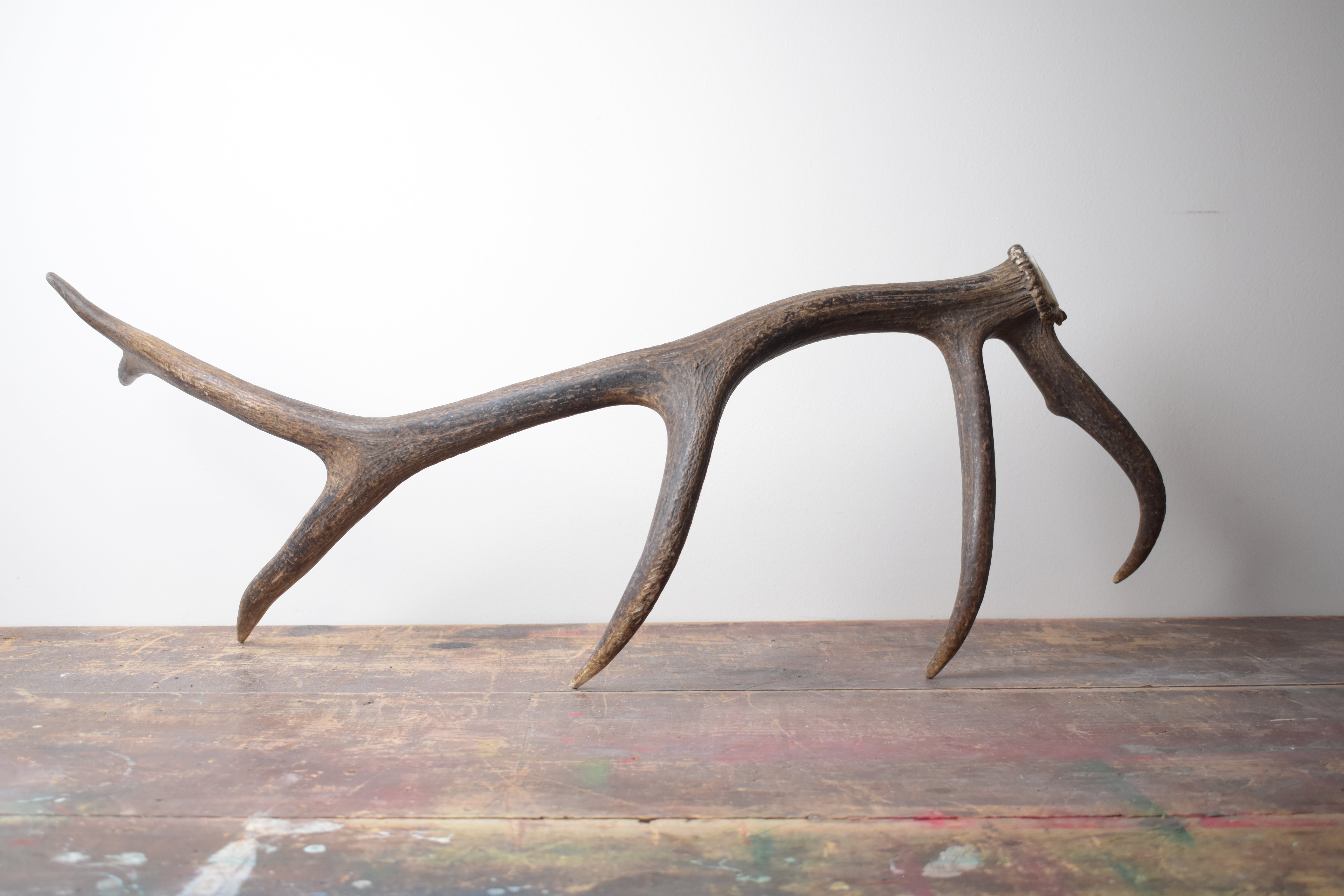 Elk Antler | Medium Size | 45