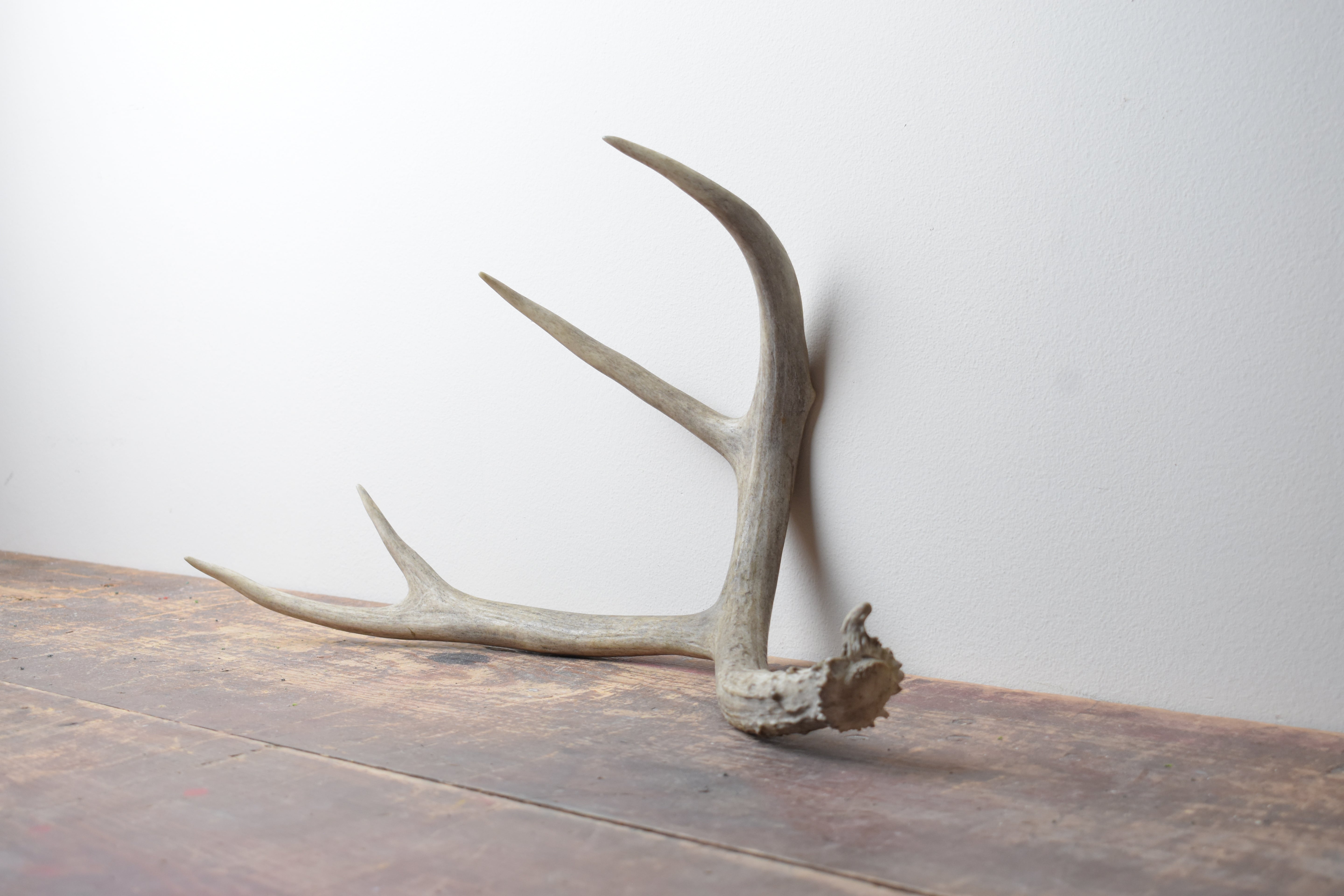 Mule Deer Antler | Large Size | 03