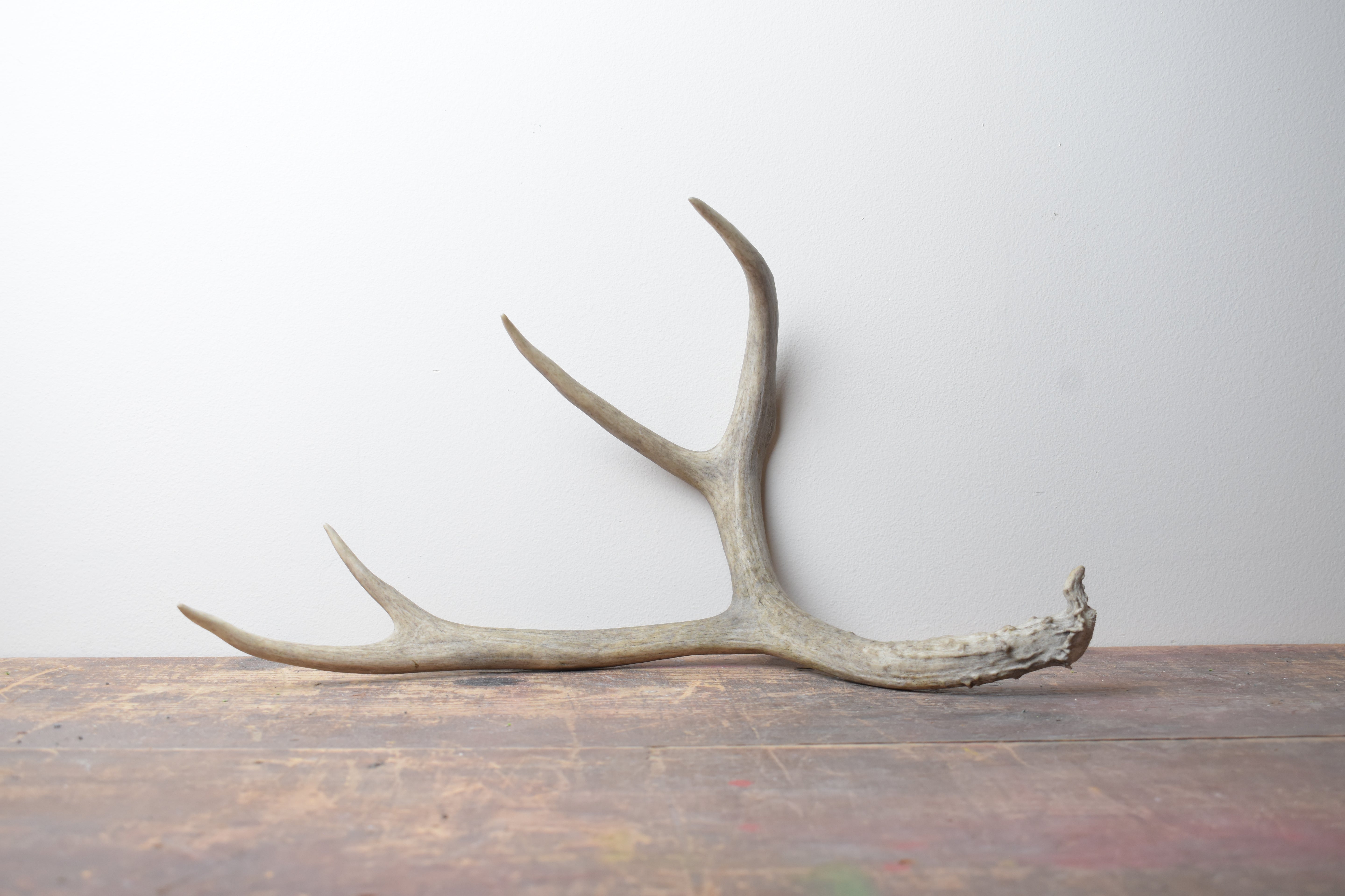 Mule Deer Antler | 03