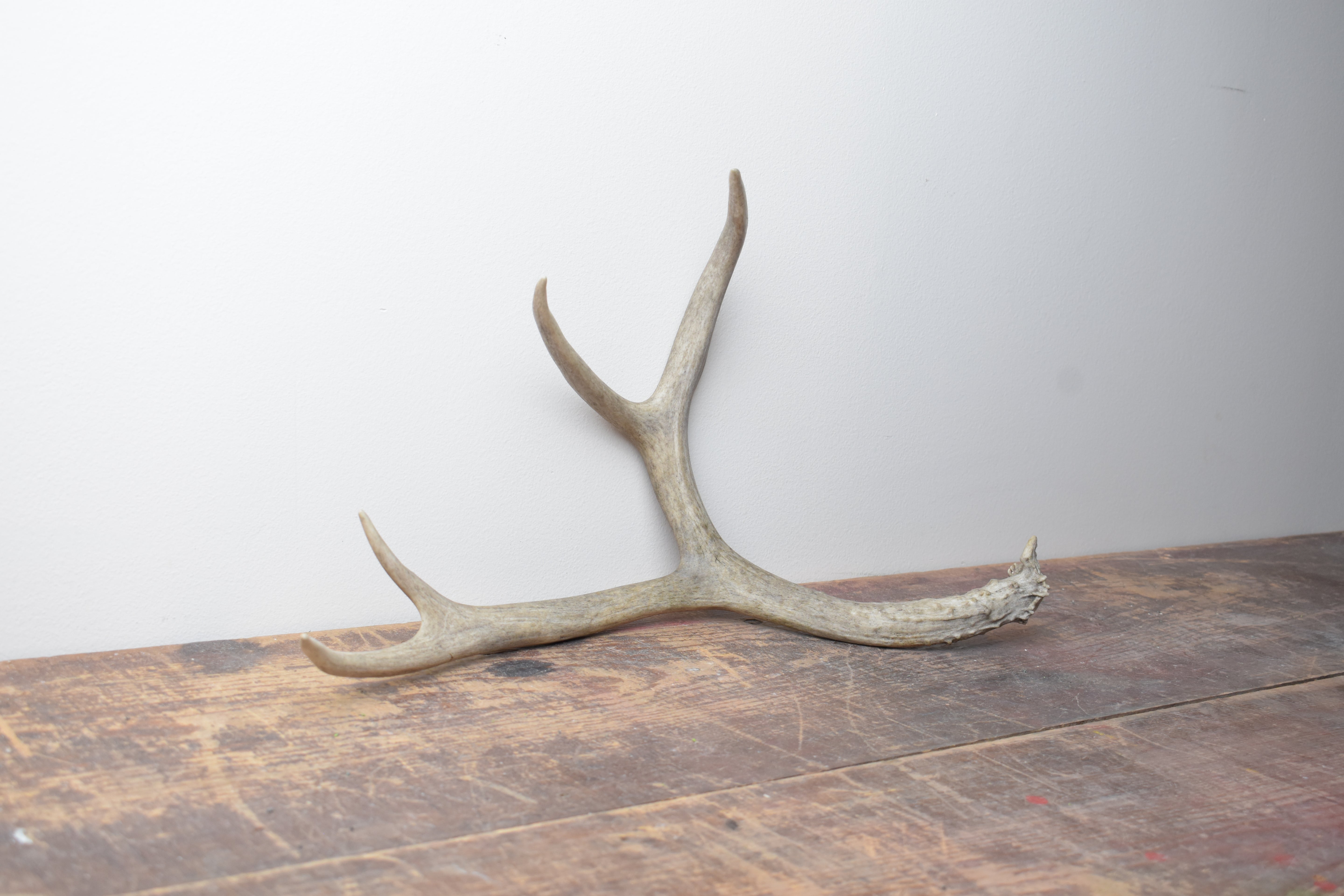 Mule Deer Antler | Large Size | 03