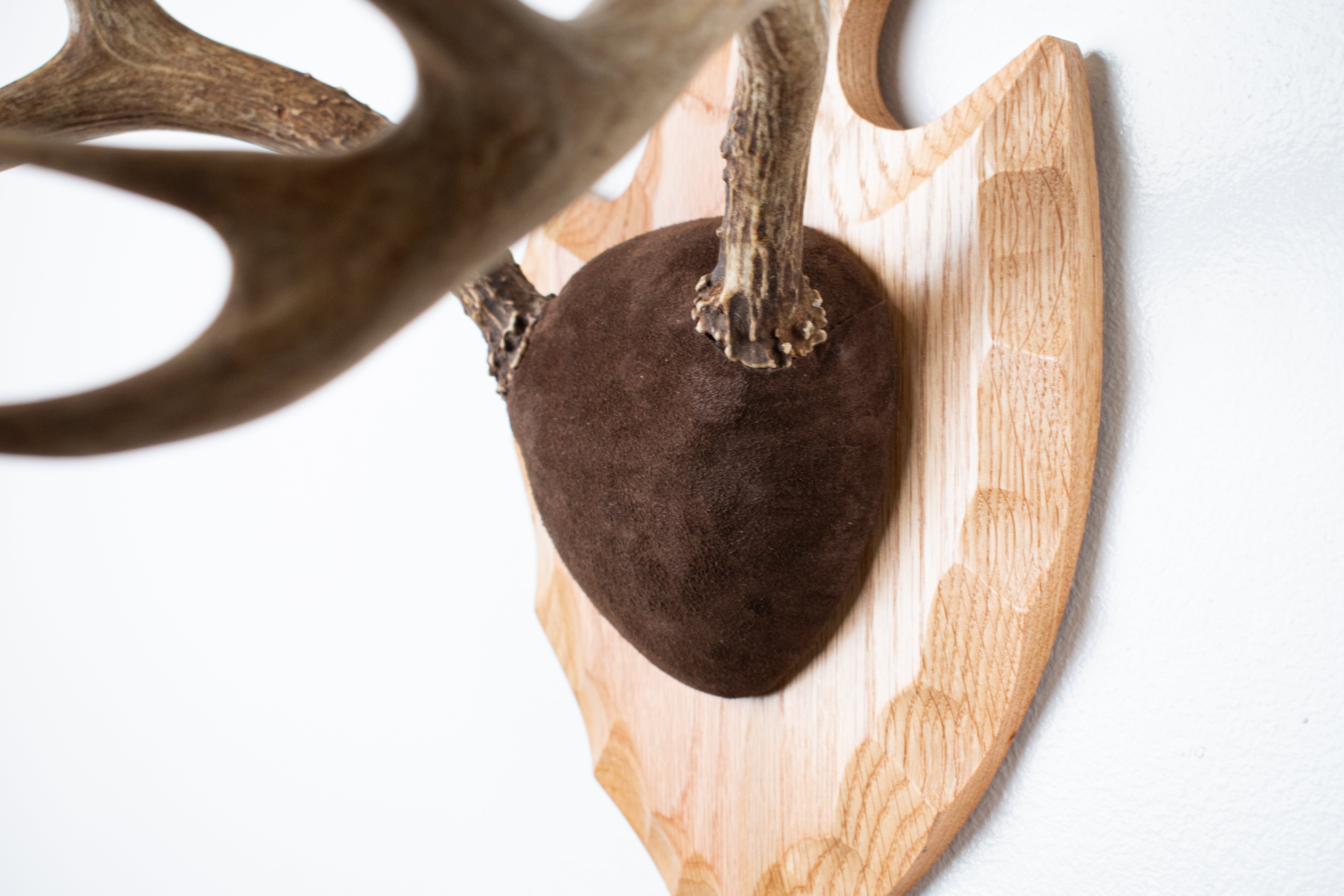 Mule Deer Antler Mount | Chocolate | 13