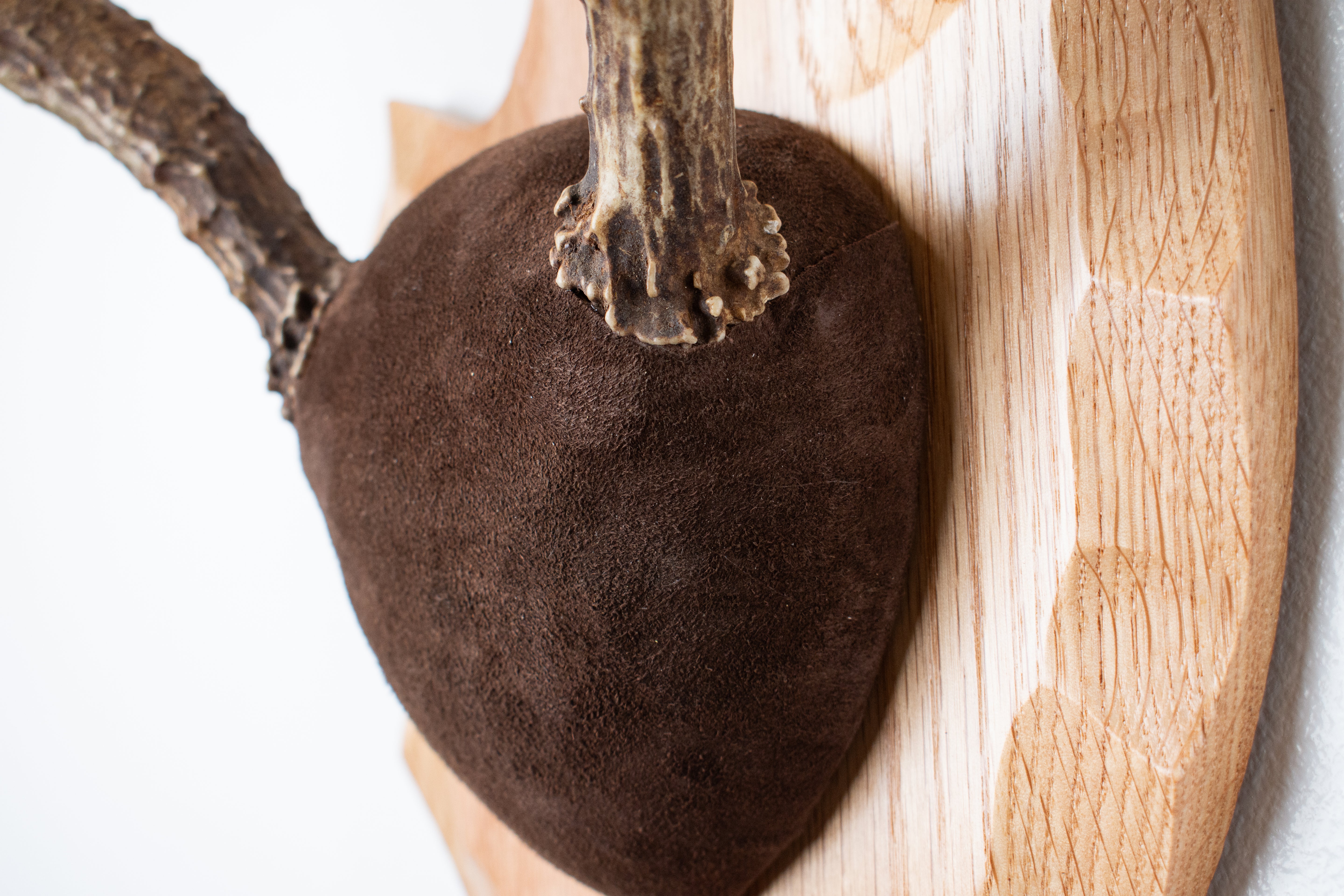 Mule Deer Antler Mount | Chocolate | 13