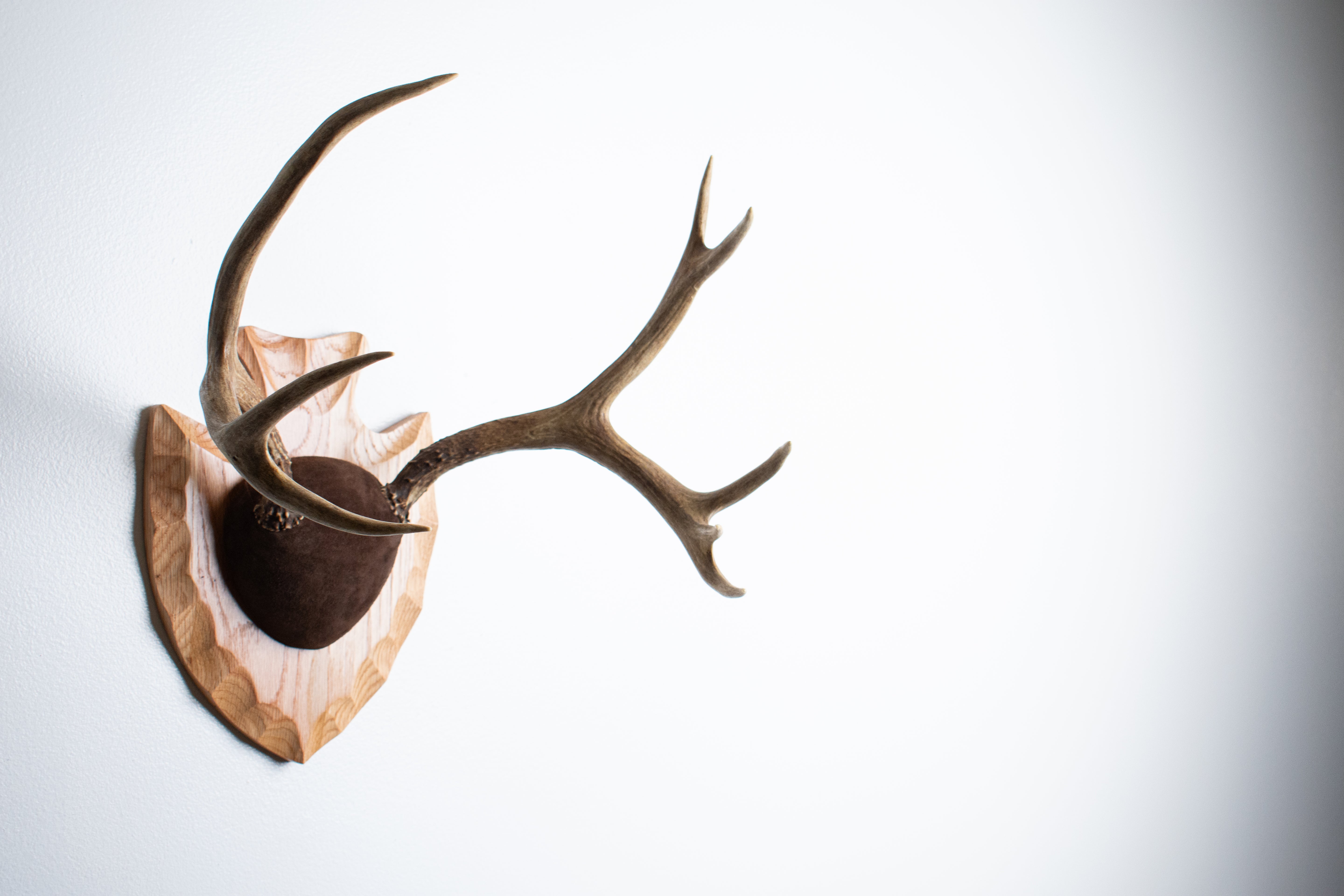 Mule Deer Antler Mount | Chocolate | 13