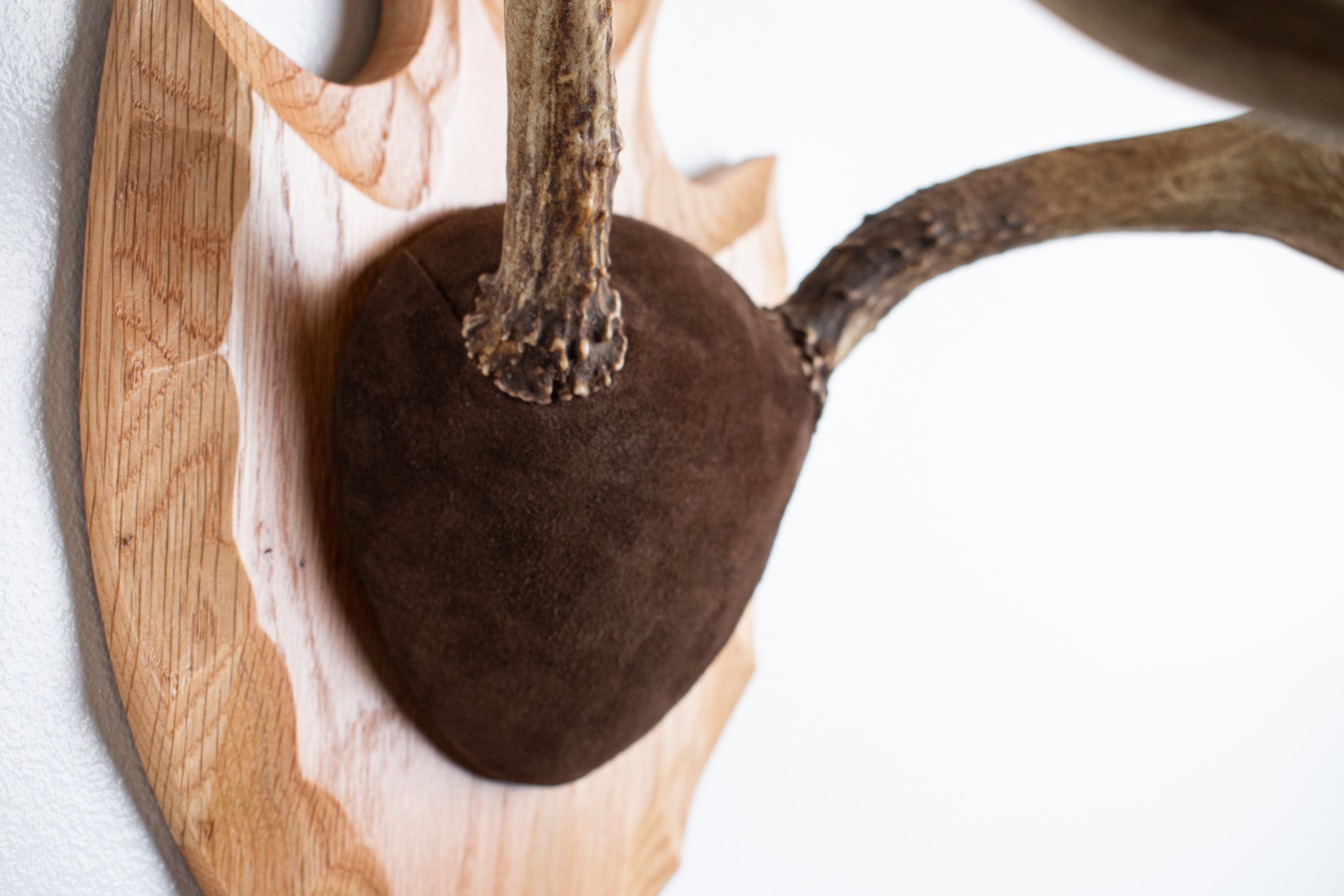 Mule Deer Antler Mount | Chocolate | 13