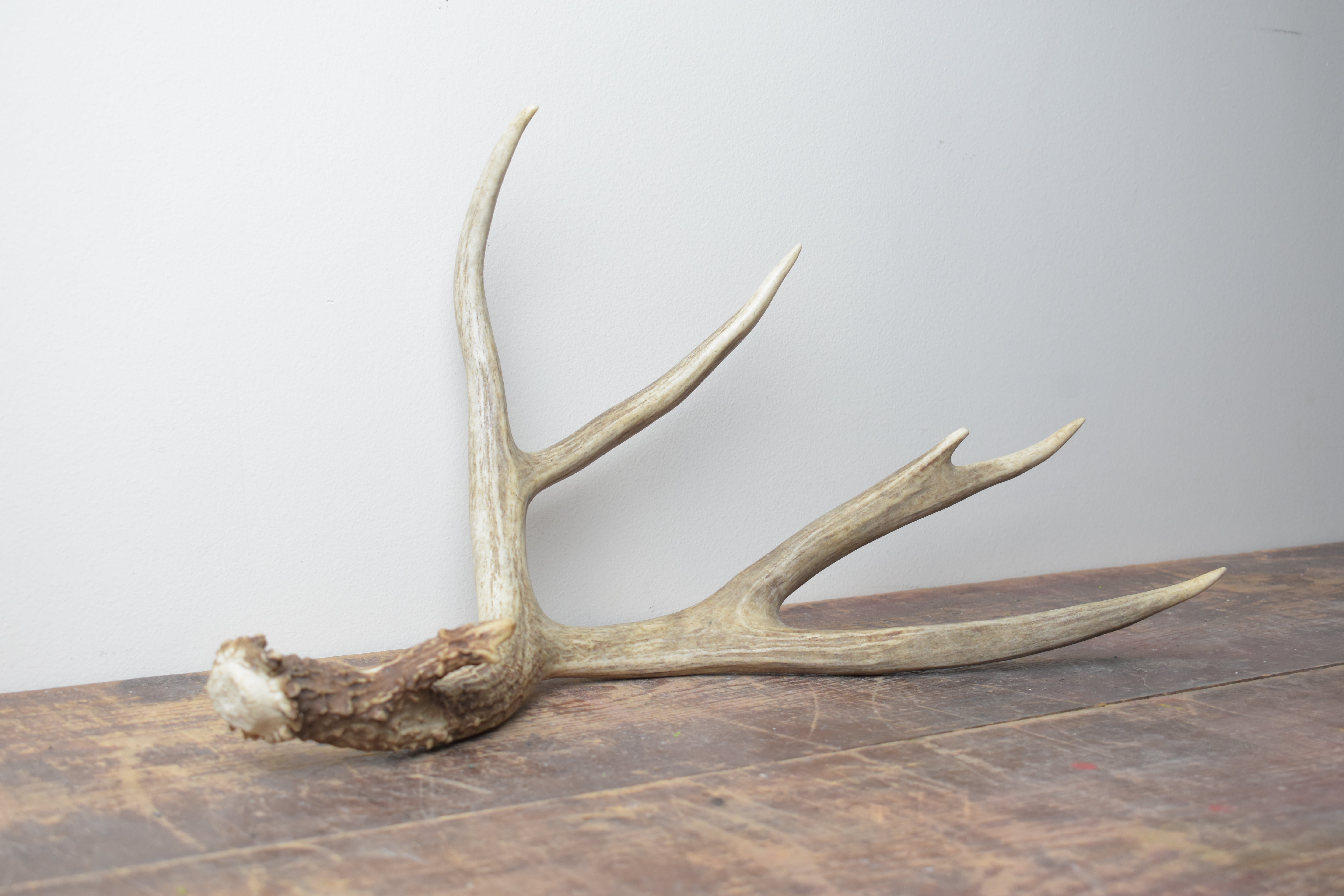 Mule Deer Antler | 04