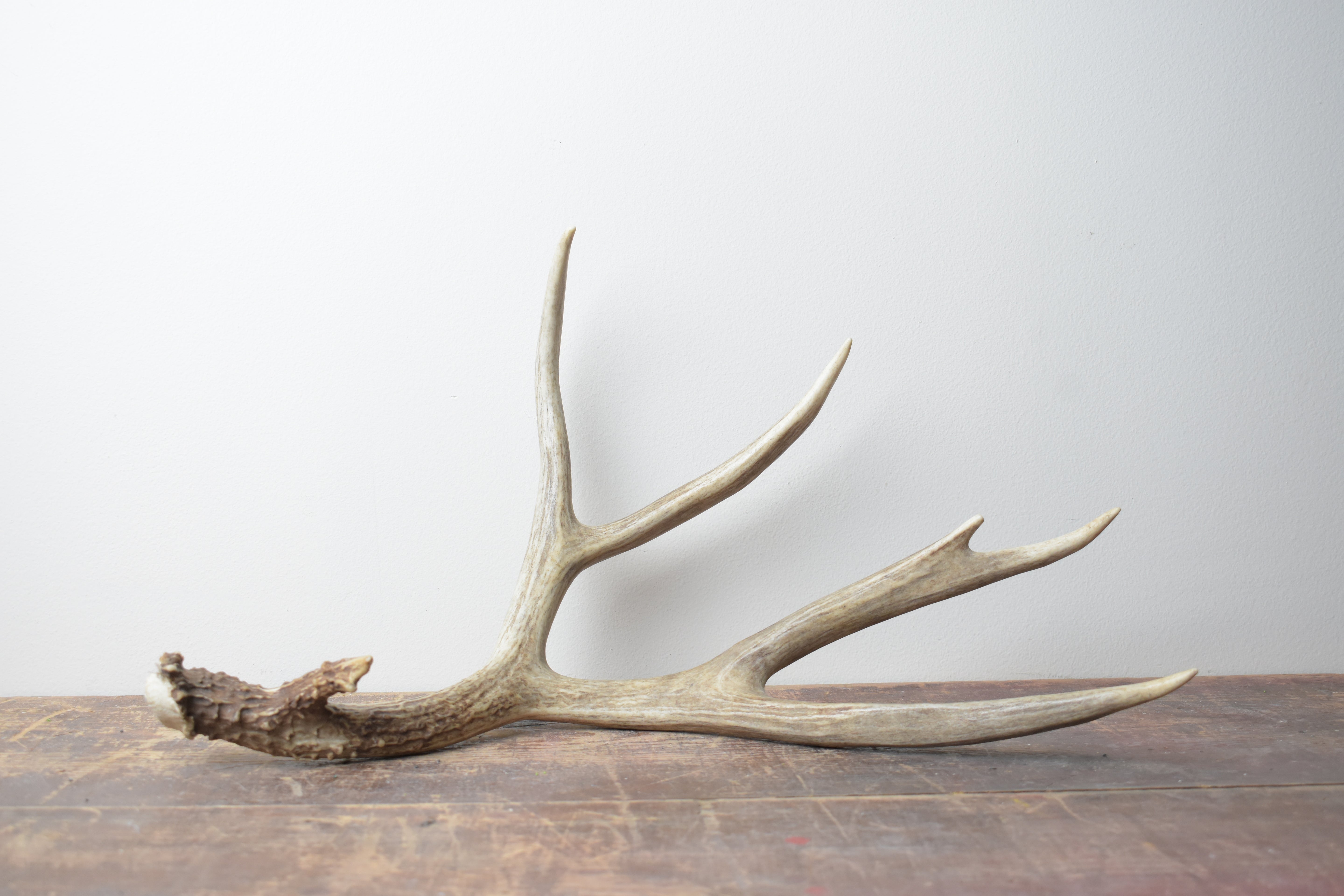 Mule Deer Antler | 04