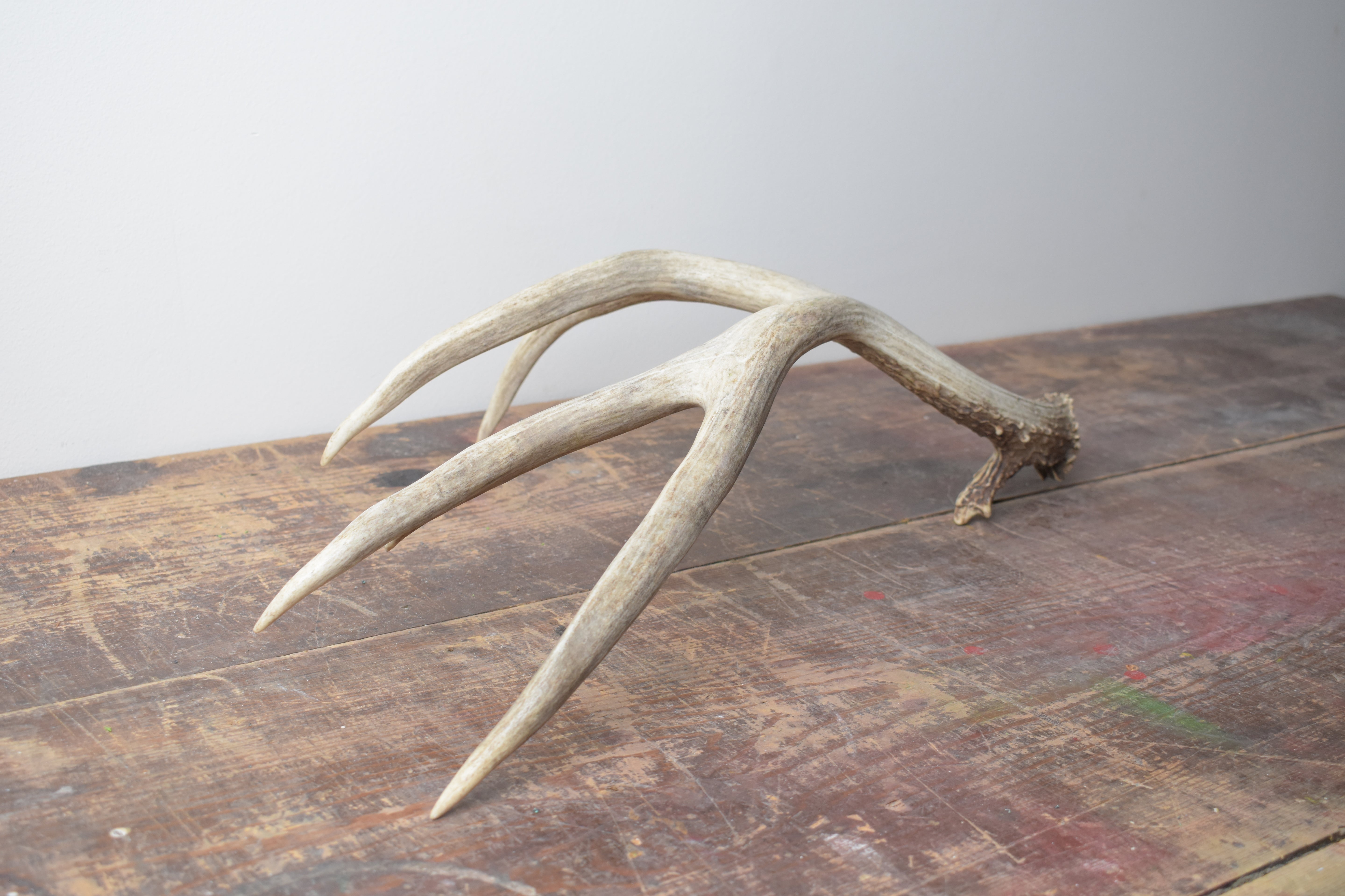 Mule Deer Antler | 04