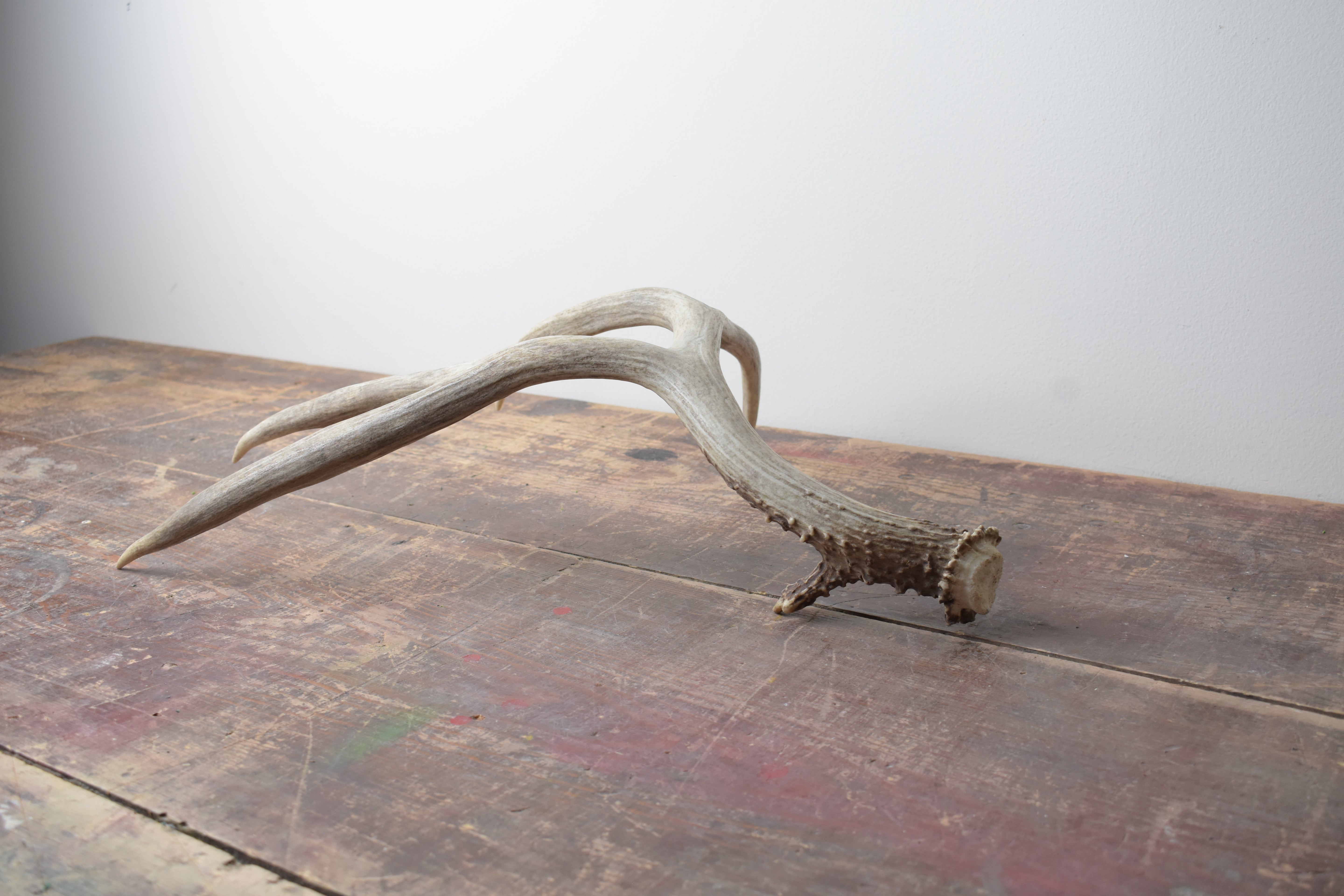 Mule Deer Antler | 04