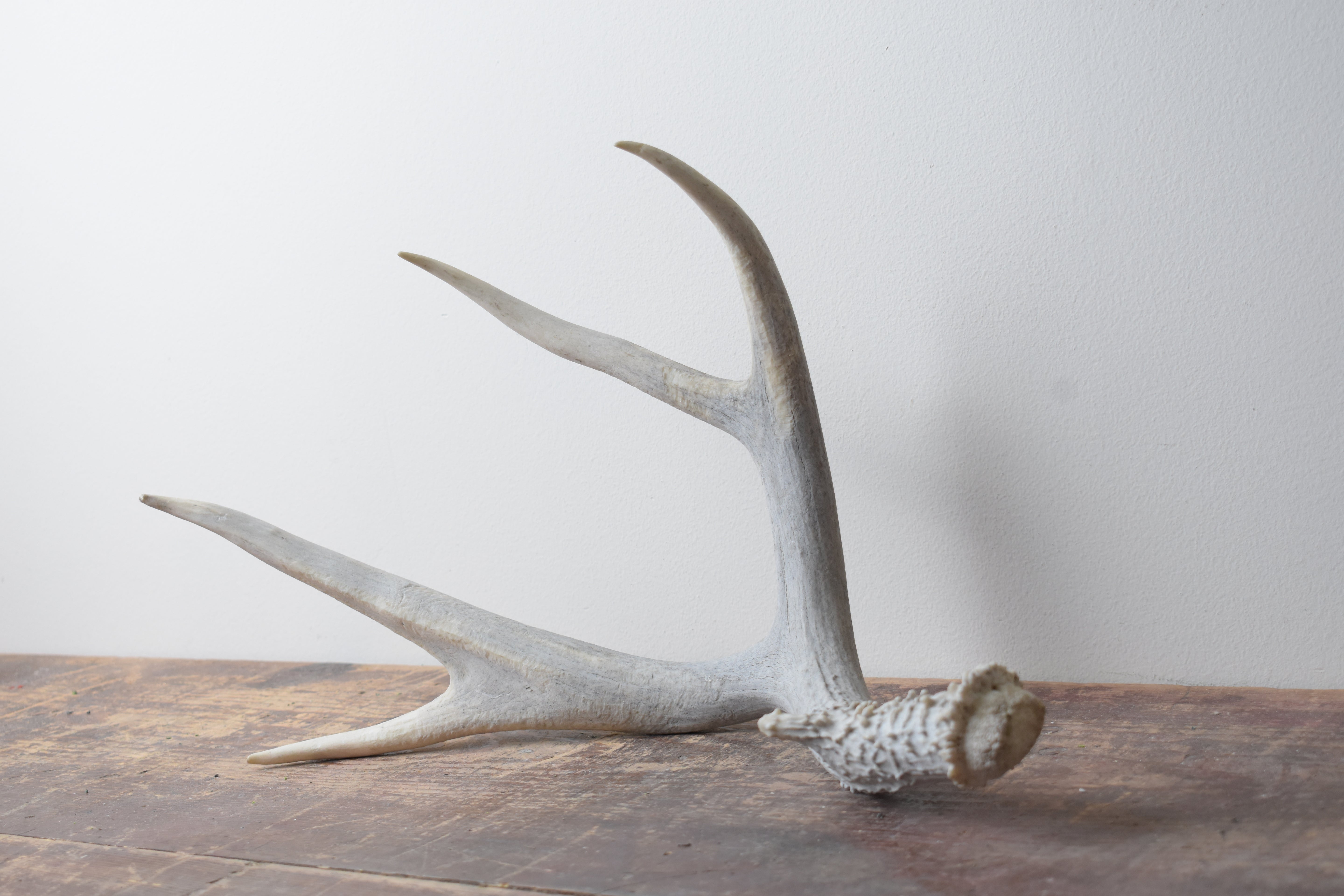 Mule Deer Antler | 05