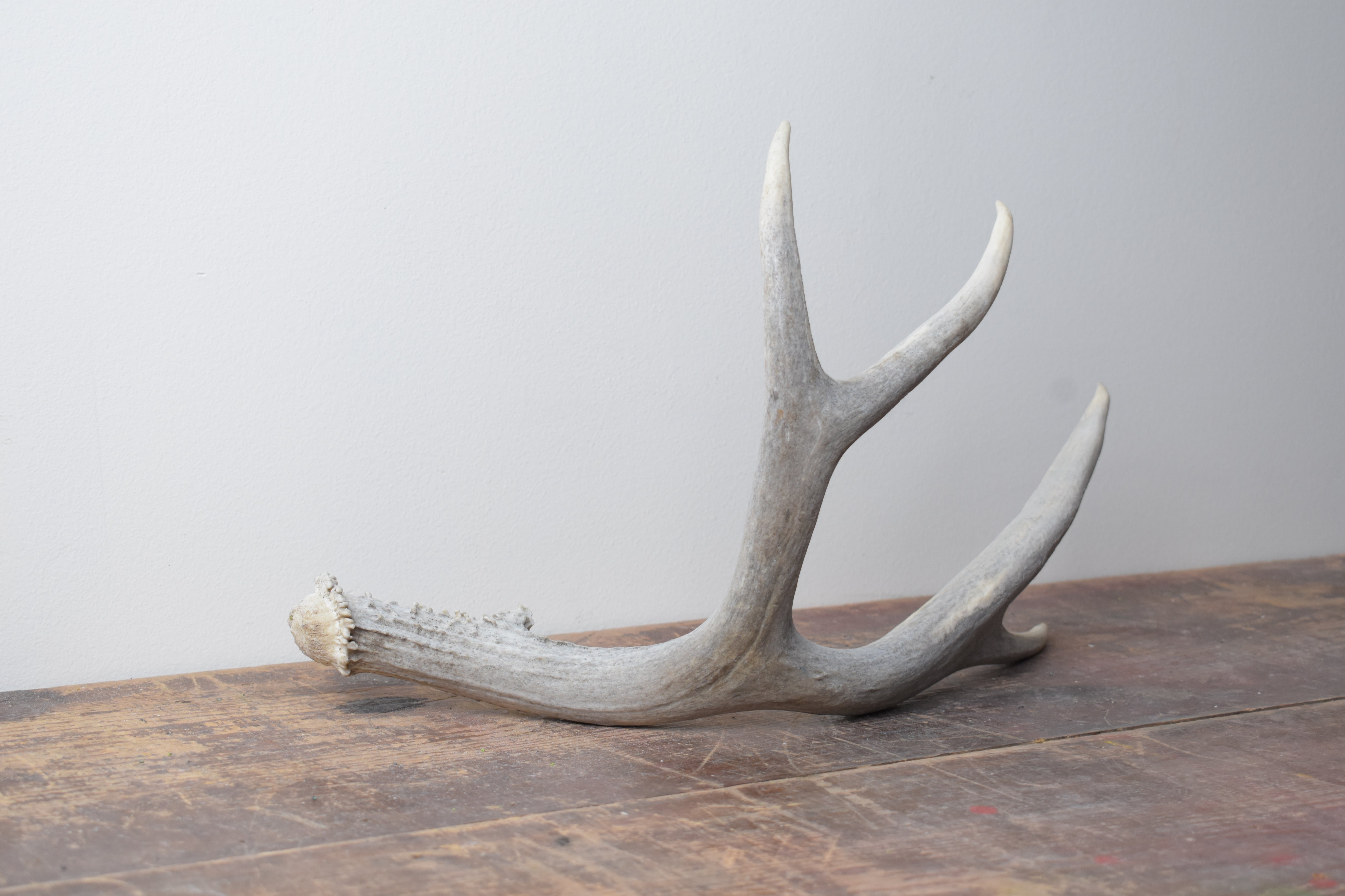 Mule Deer Antler | 05