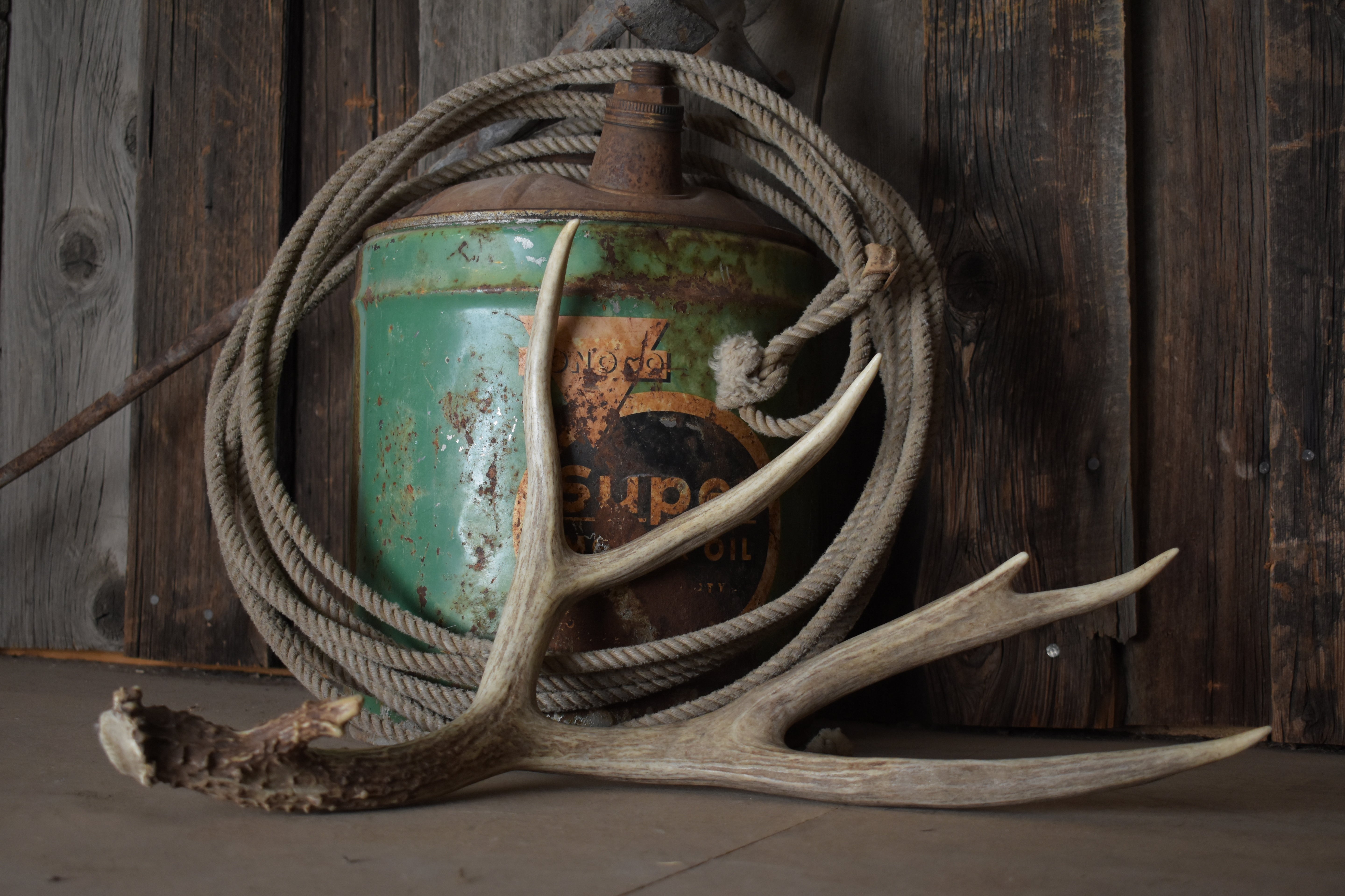 Mule Deer Antler | 04