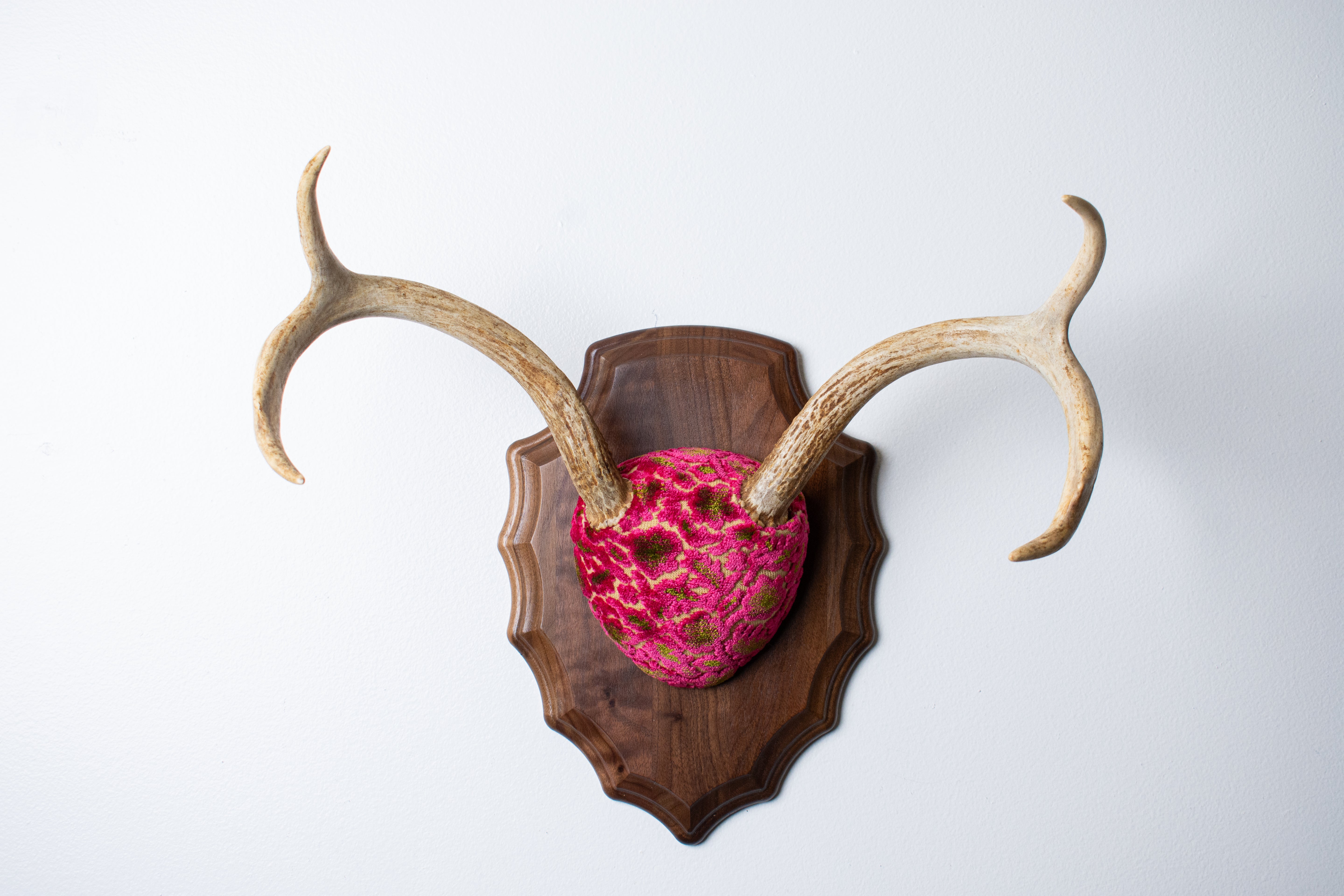 Whitetail Deer Antler Mount | Magenta & Olive | 09