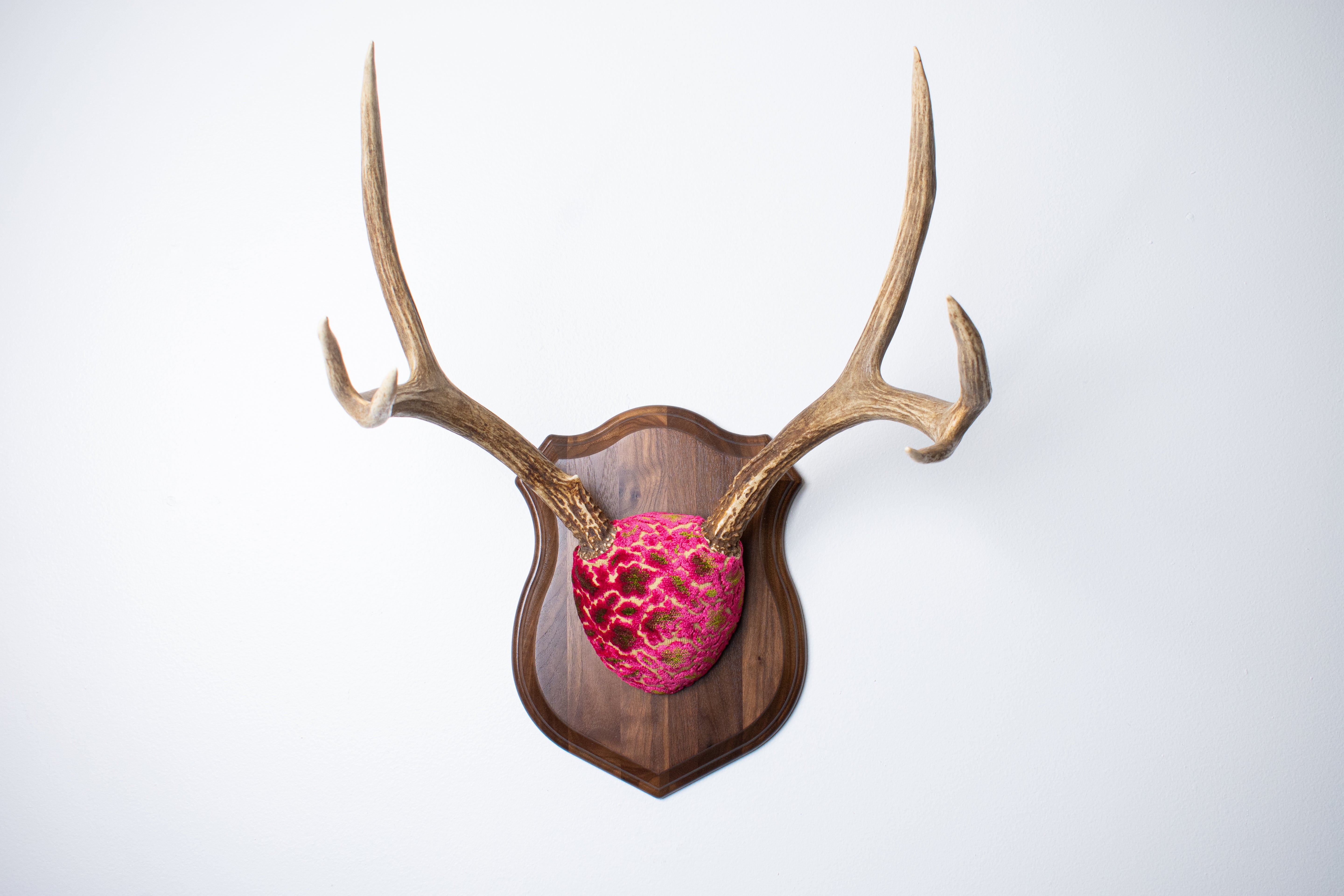 Mule Deer Antler Mount | Magenta & Olive | 10