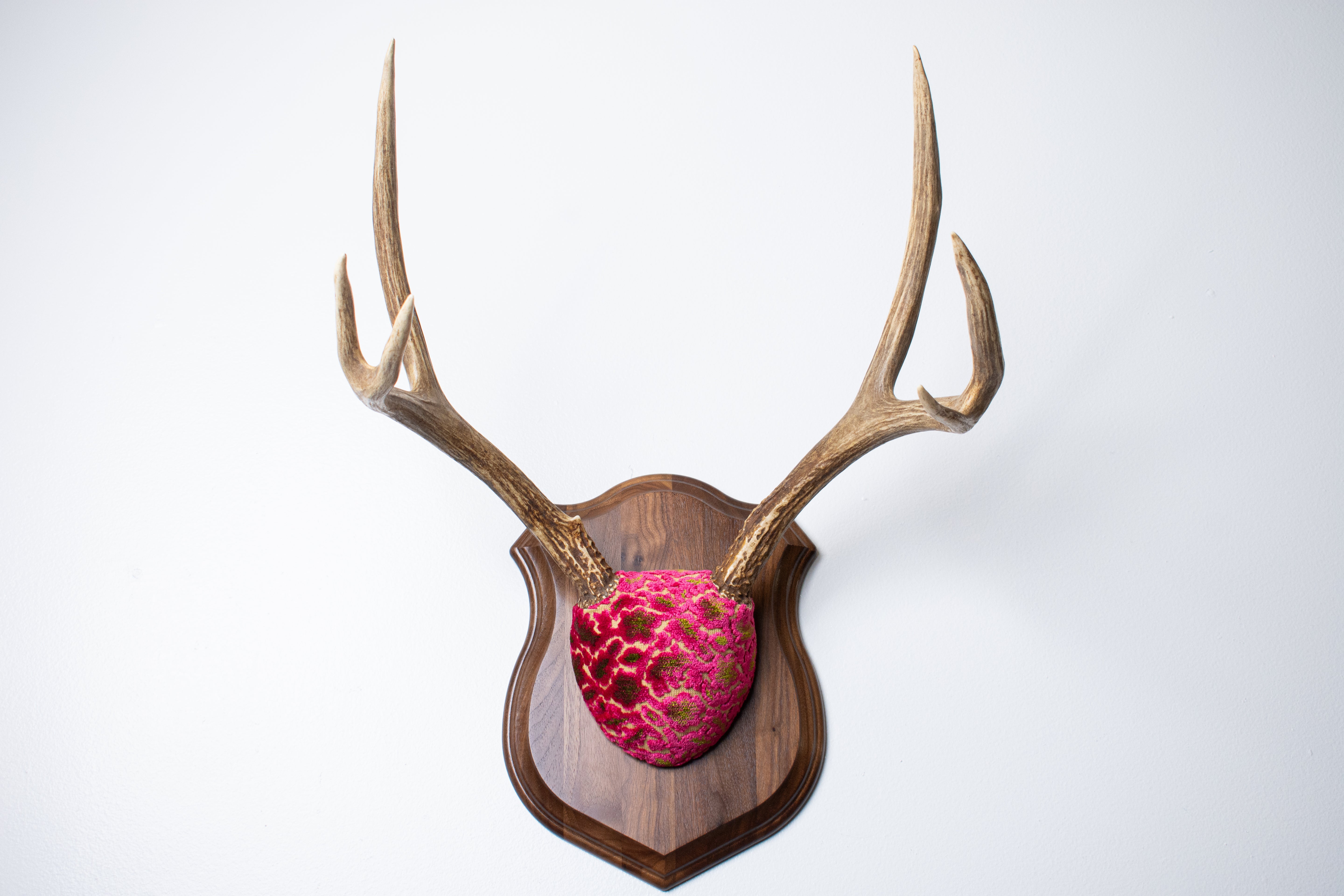 Mule Deer Antler Mount | Magenta & Olive | 10