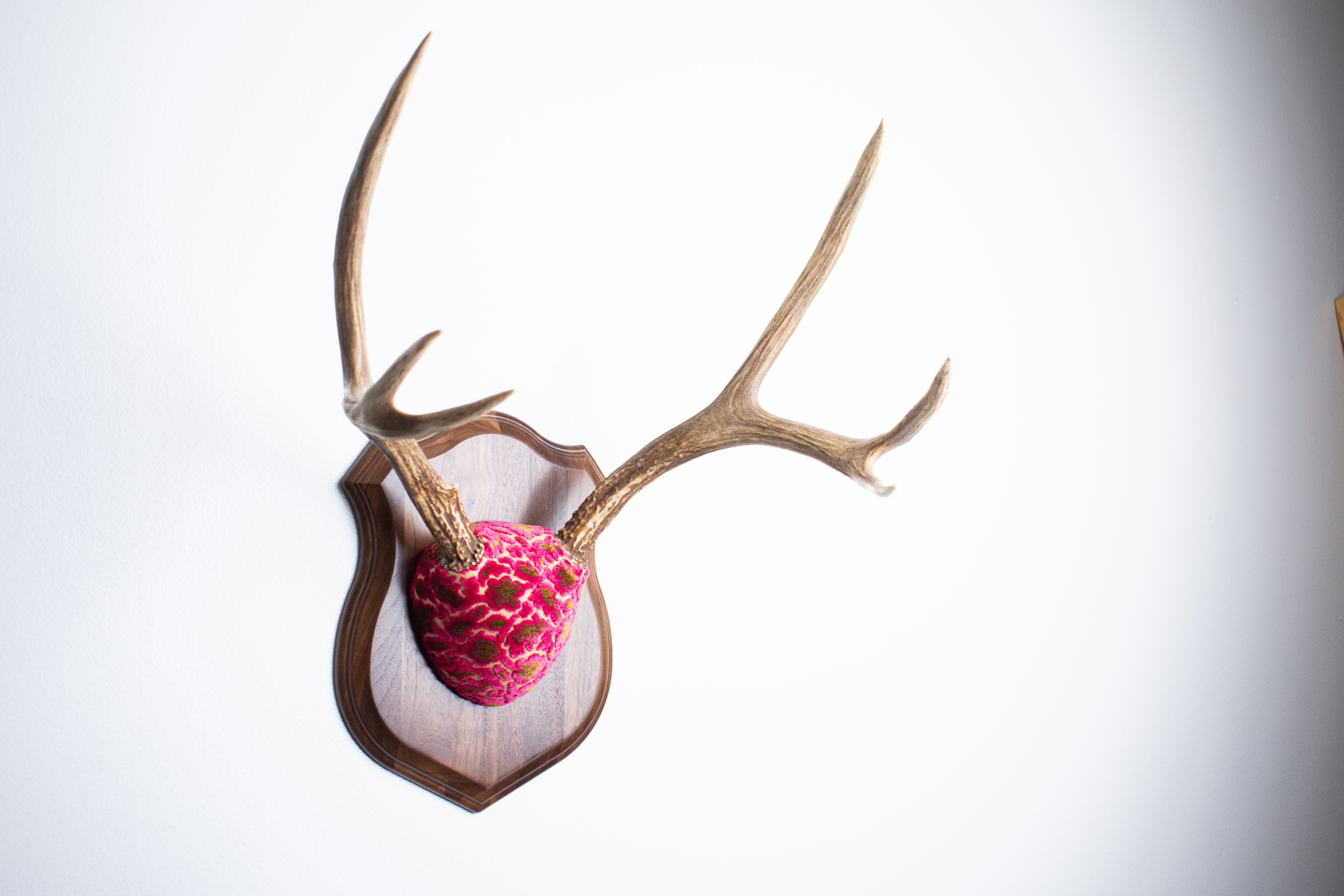 Mule Deer Antler Mount | Magenta & Olive | 10