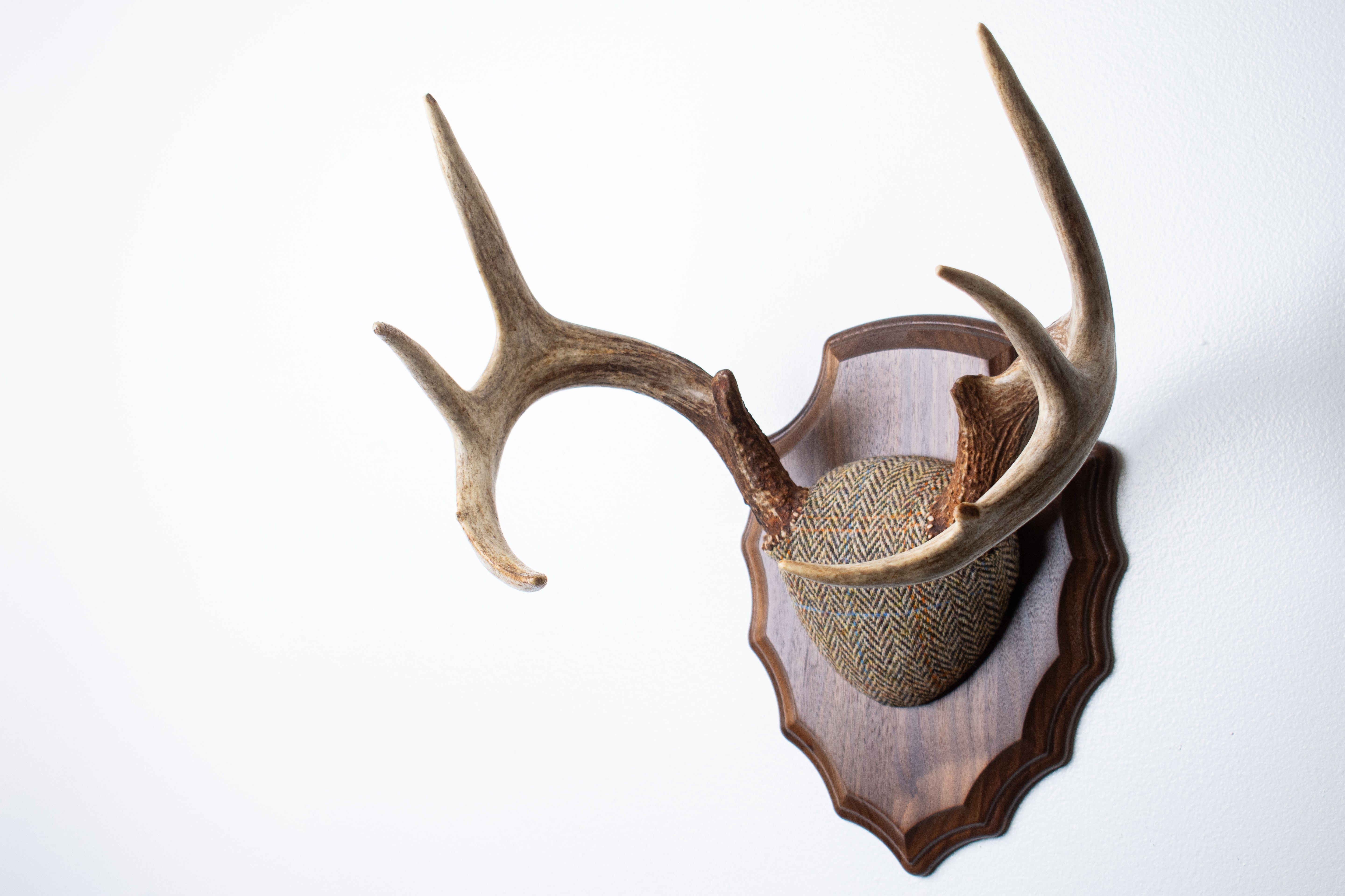 Whitetail Antler Mount | Brown Herringbone | 20