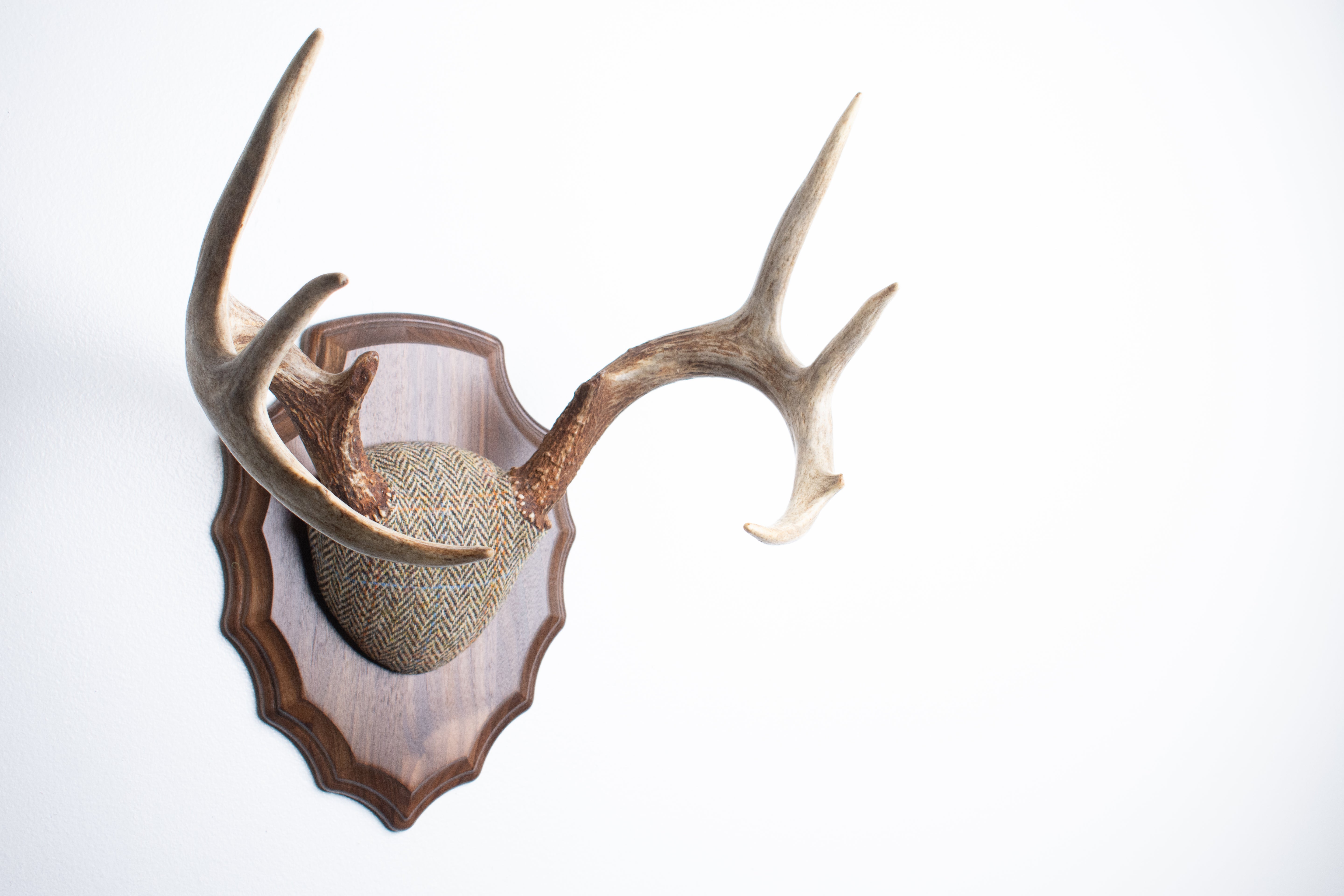 Whitetail Antler Mount | Brown Herringbone | 20