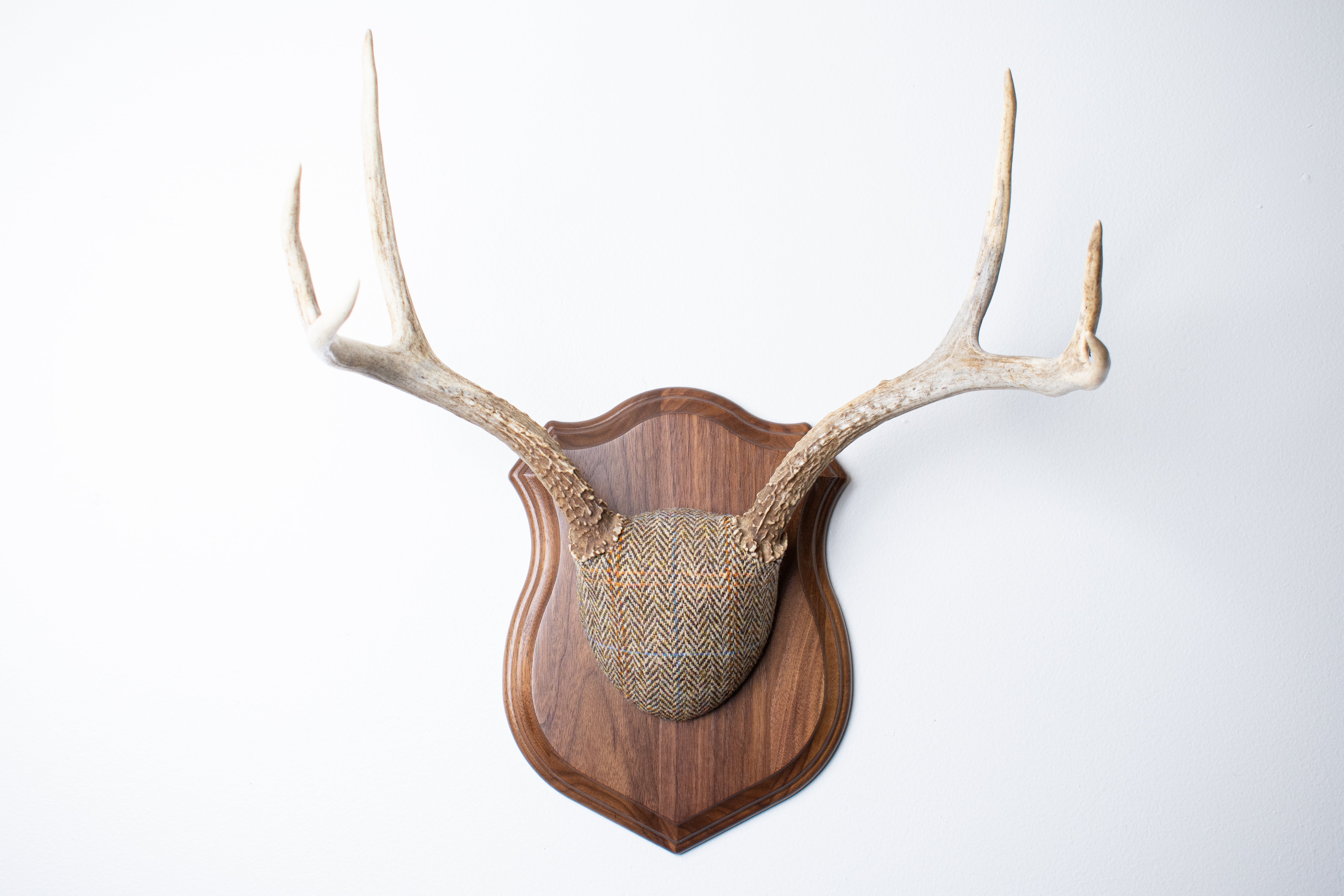 Mule Deer Antler Mount | Brown Herringbone | 19
