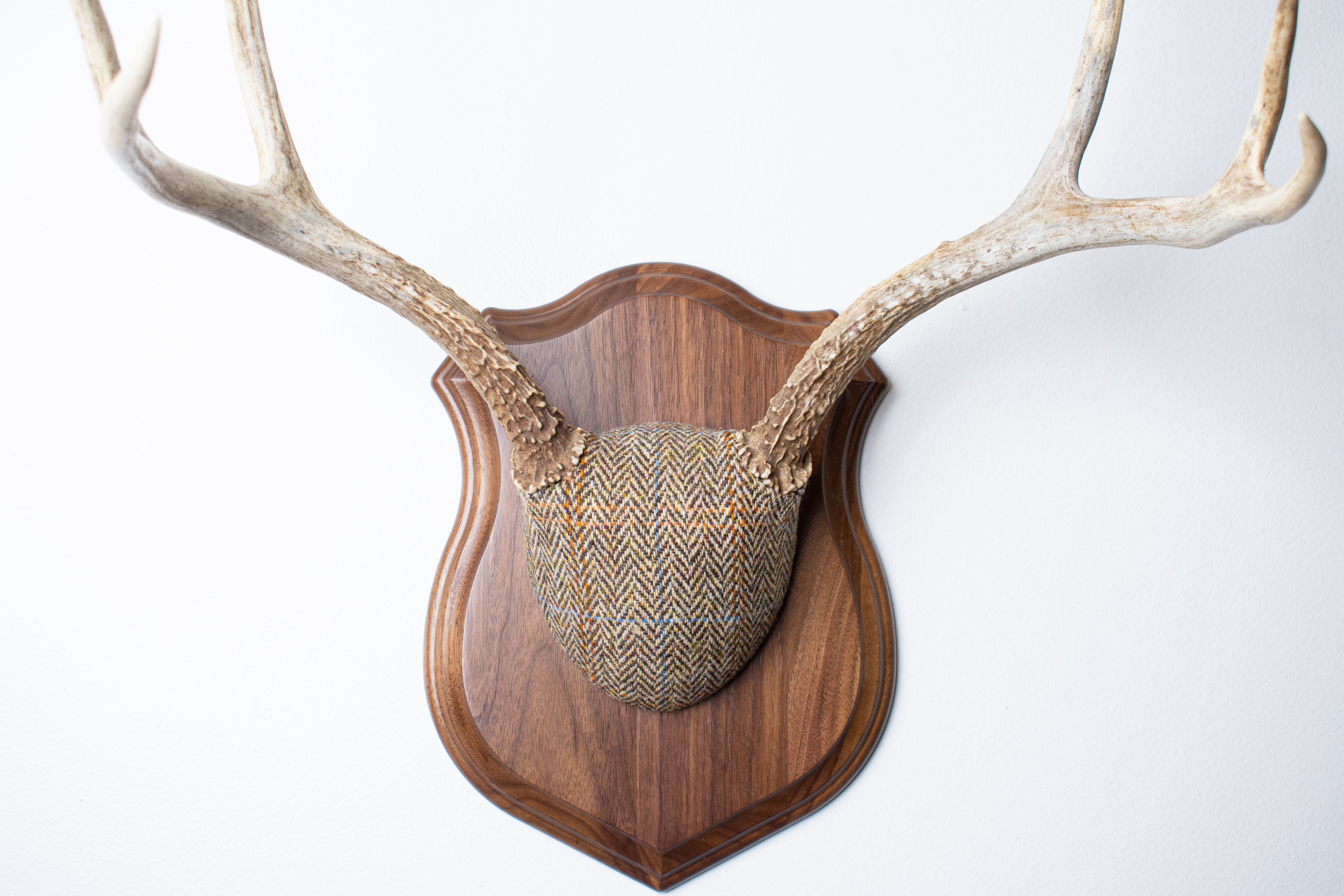 Mule Deer Antler Mount | Brown Herringbone | 19