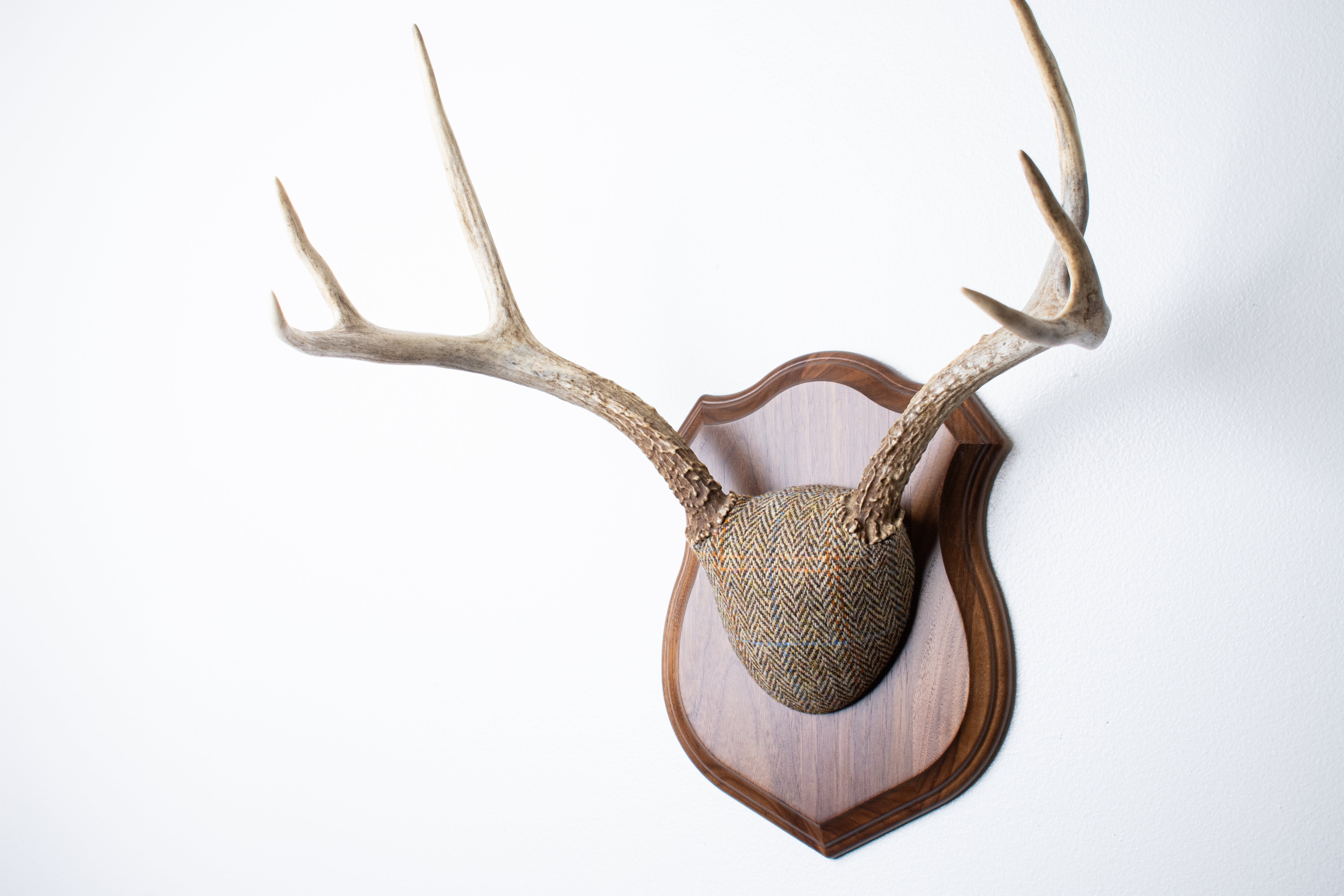 Mule Deer Antler Mount | Brown Herringbone | 19