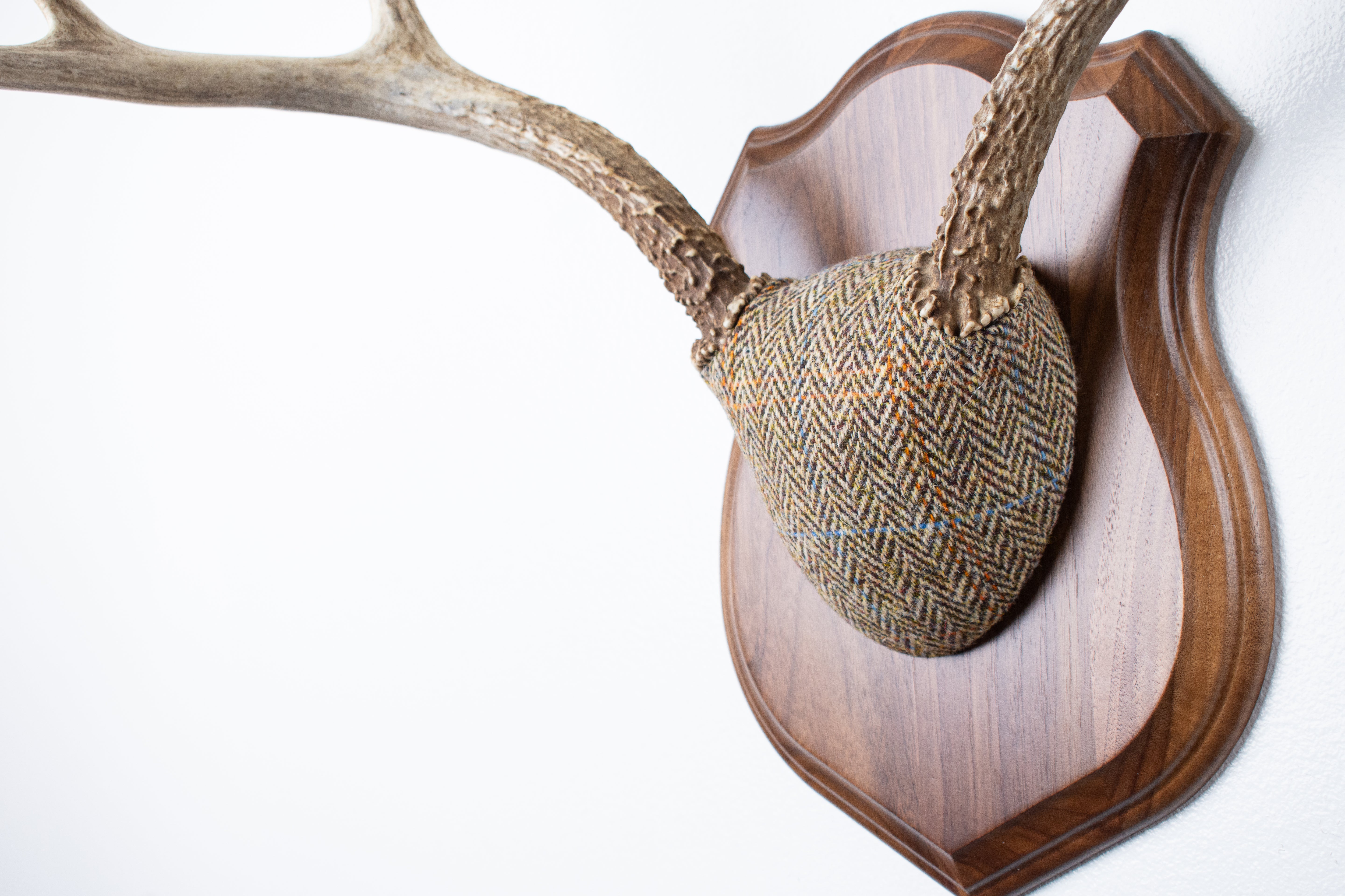 Mule Deer Antler Mount | Brown Herringbone | 19