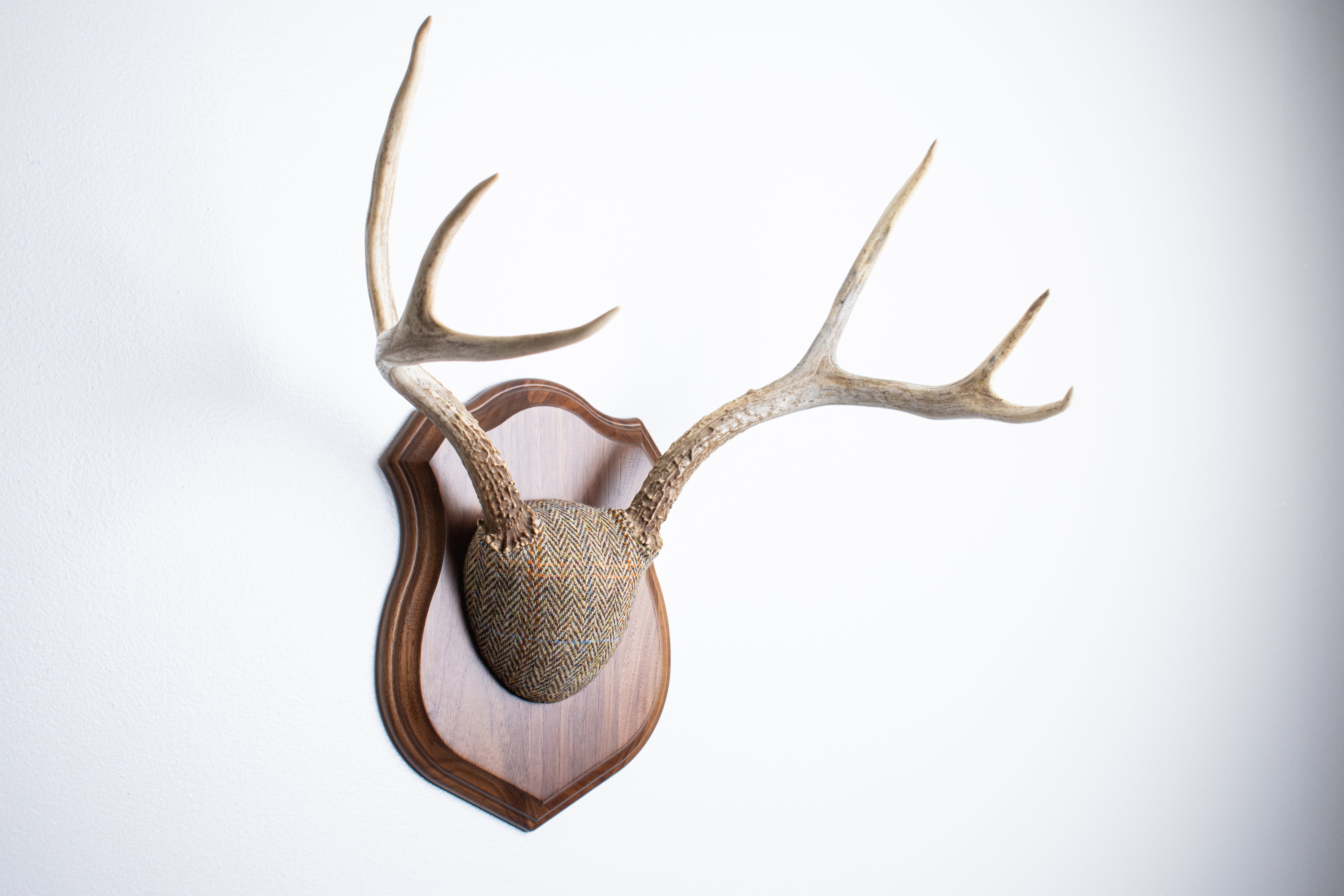 Mule Deer Antler Mount | Brown Herringbone | 19