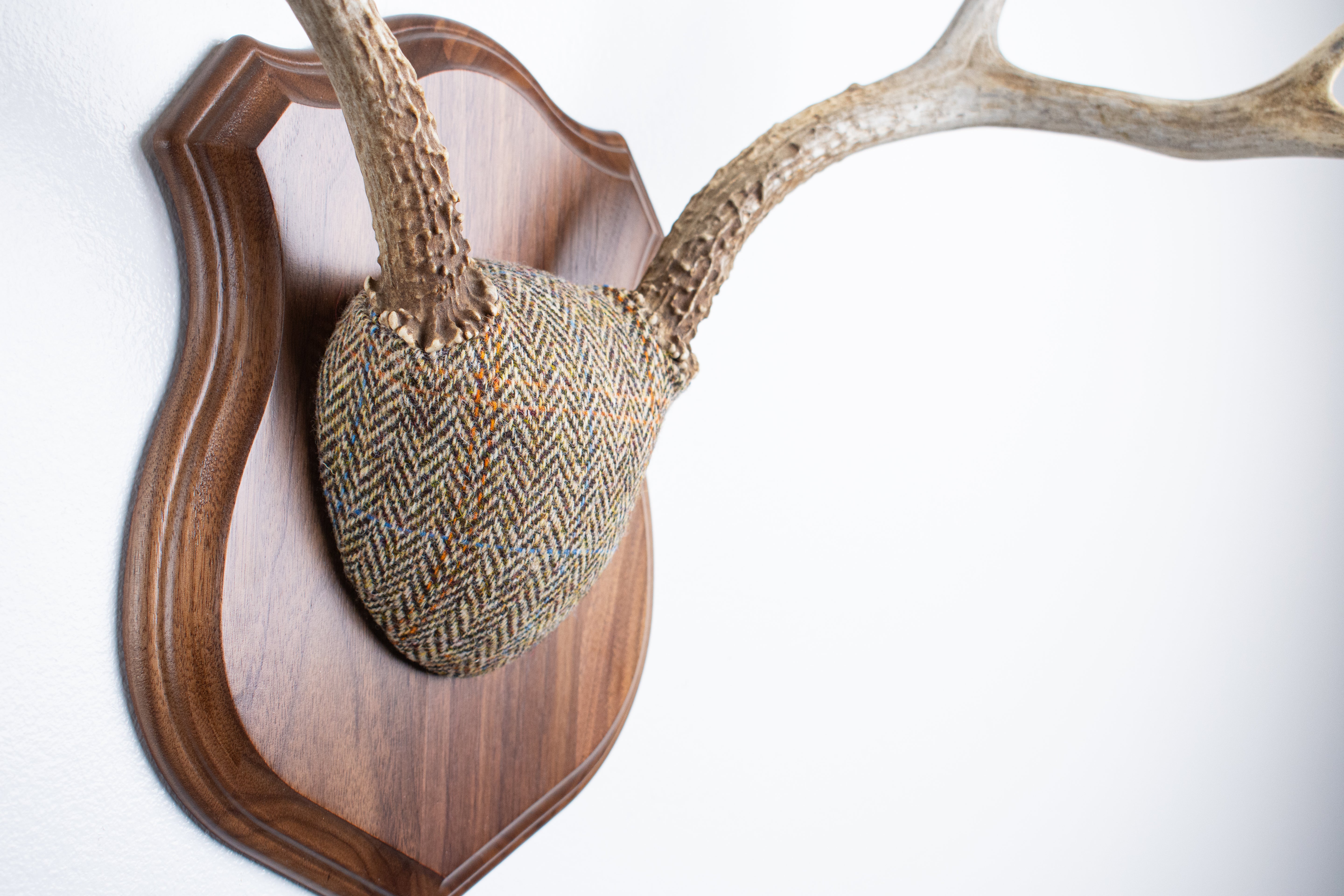 Mule Deer Antler Mount | Brown Herringbone | 19