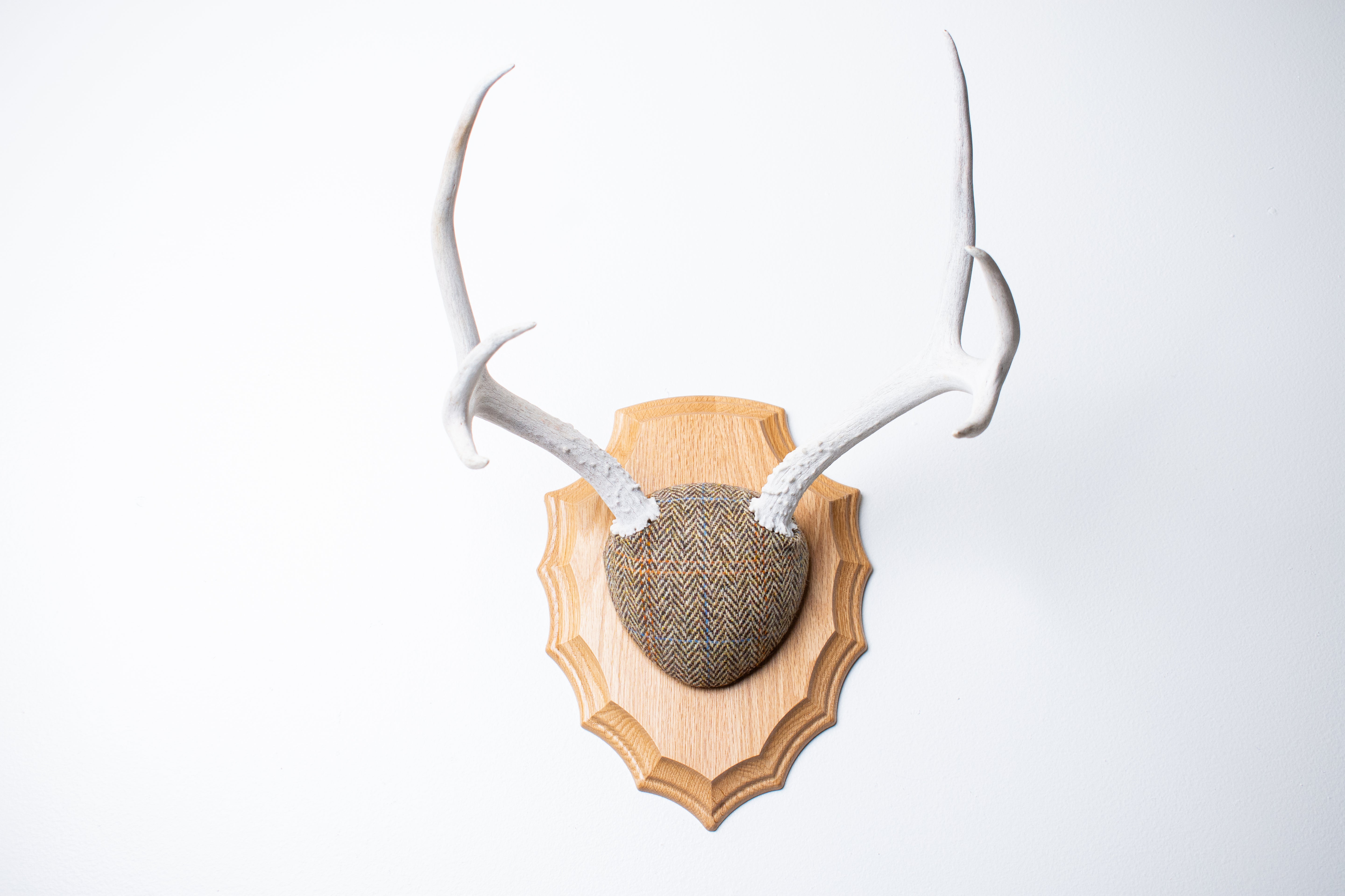 Mule Deer Antler Mount | Brown Herringbone | 17