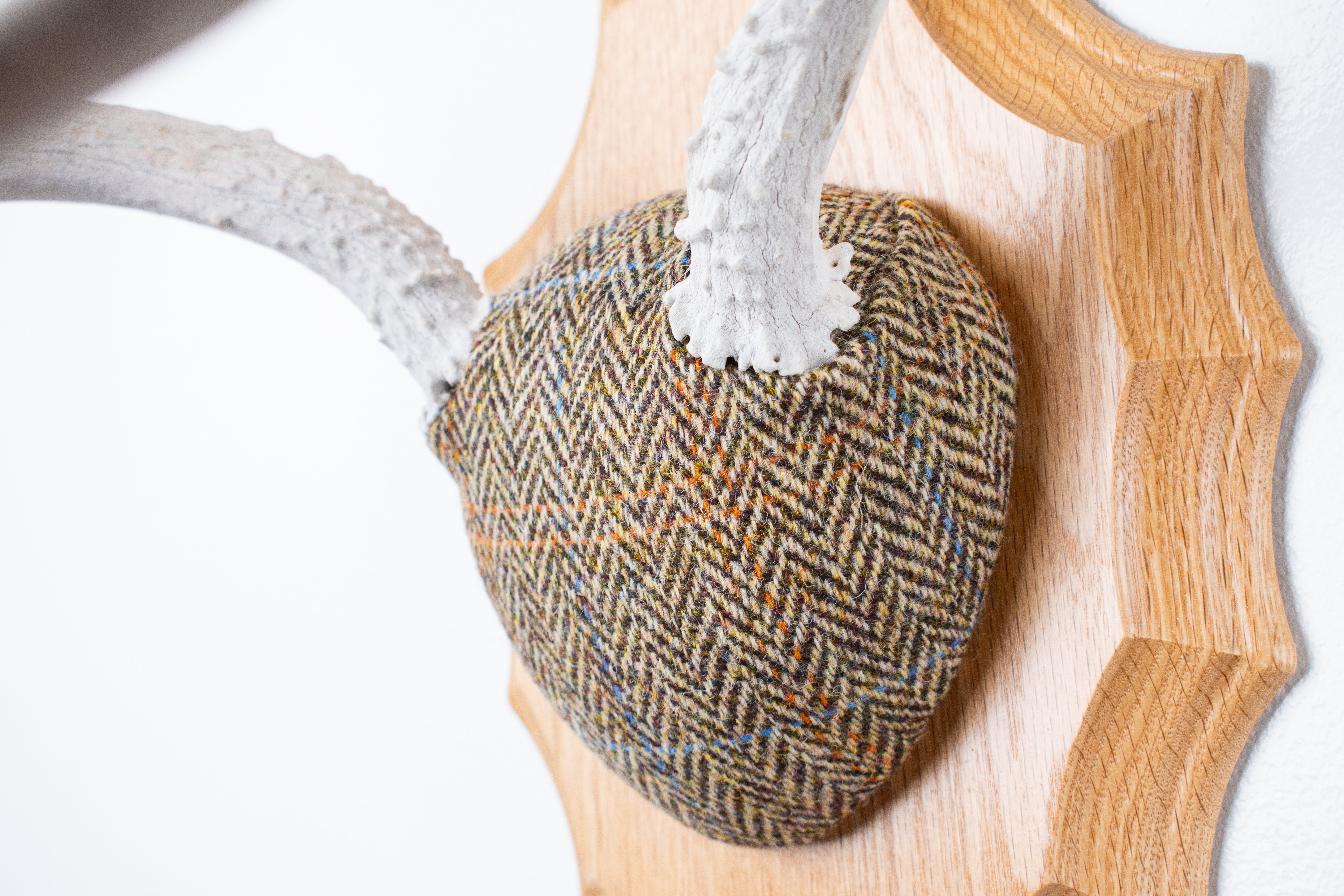 Mule Deer Antler Mount | Brown Herringbone | 17