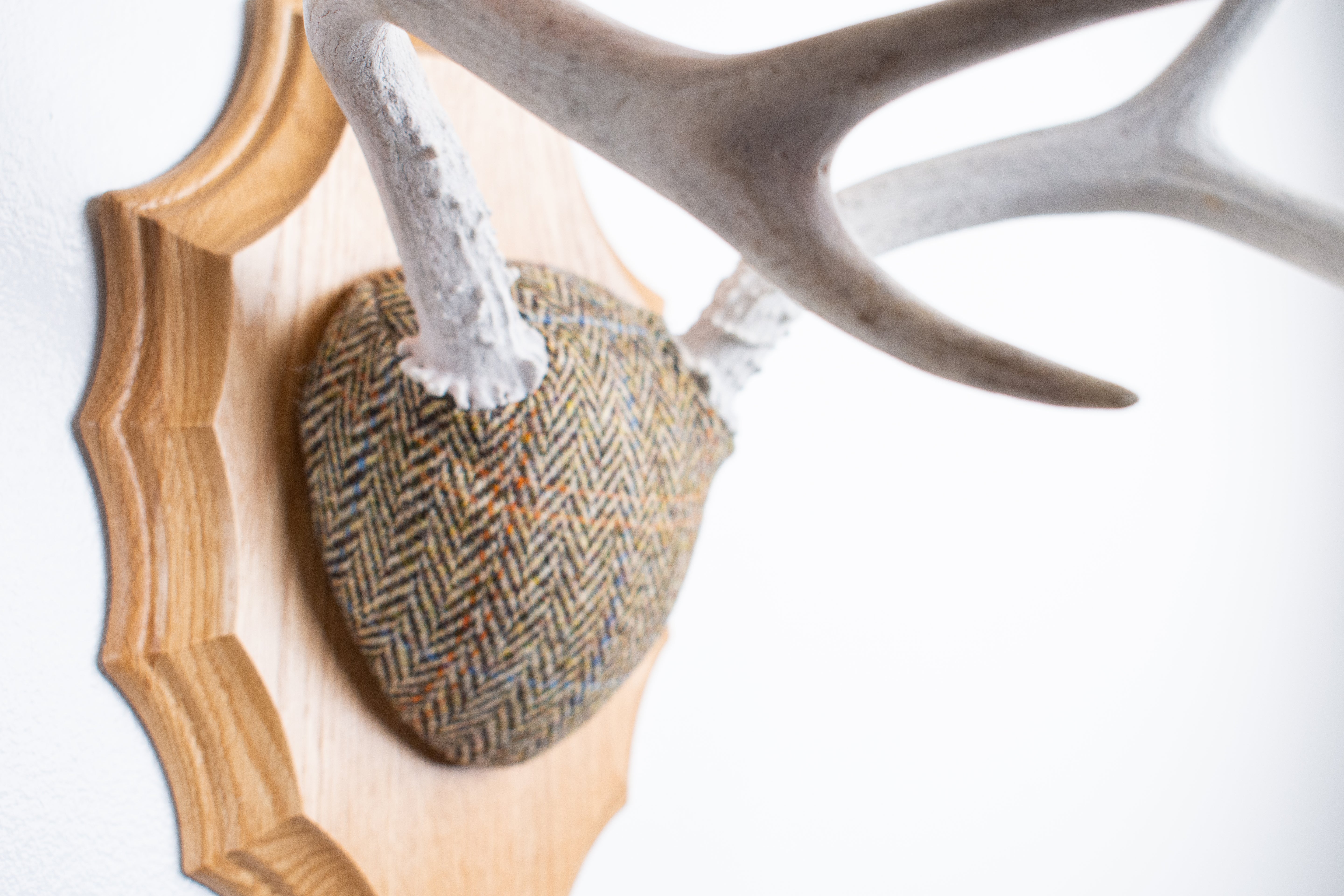 Mule Deer Antler Mount | Brown Herringbone | 17