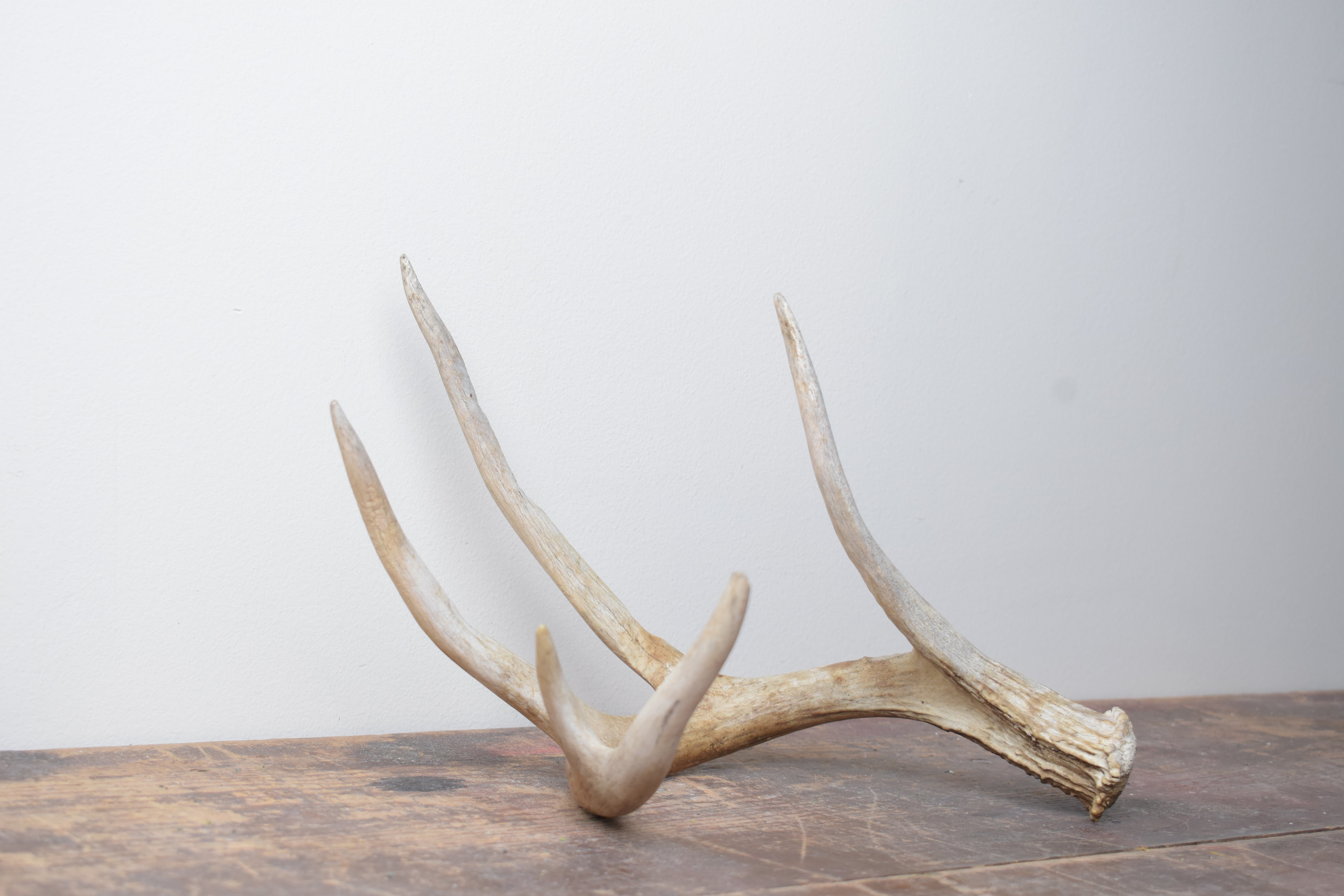 Whitetail Deer Antler | 02 | SOLD OUT