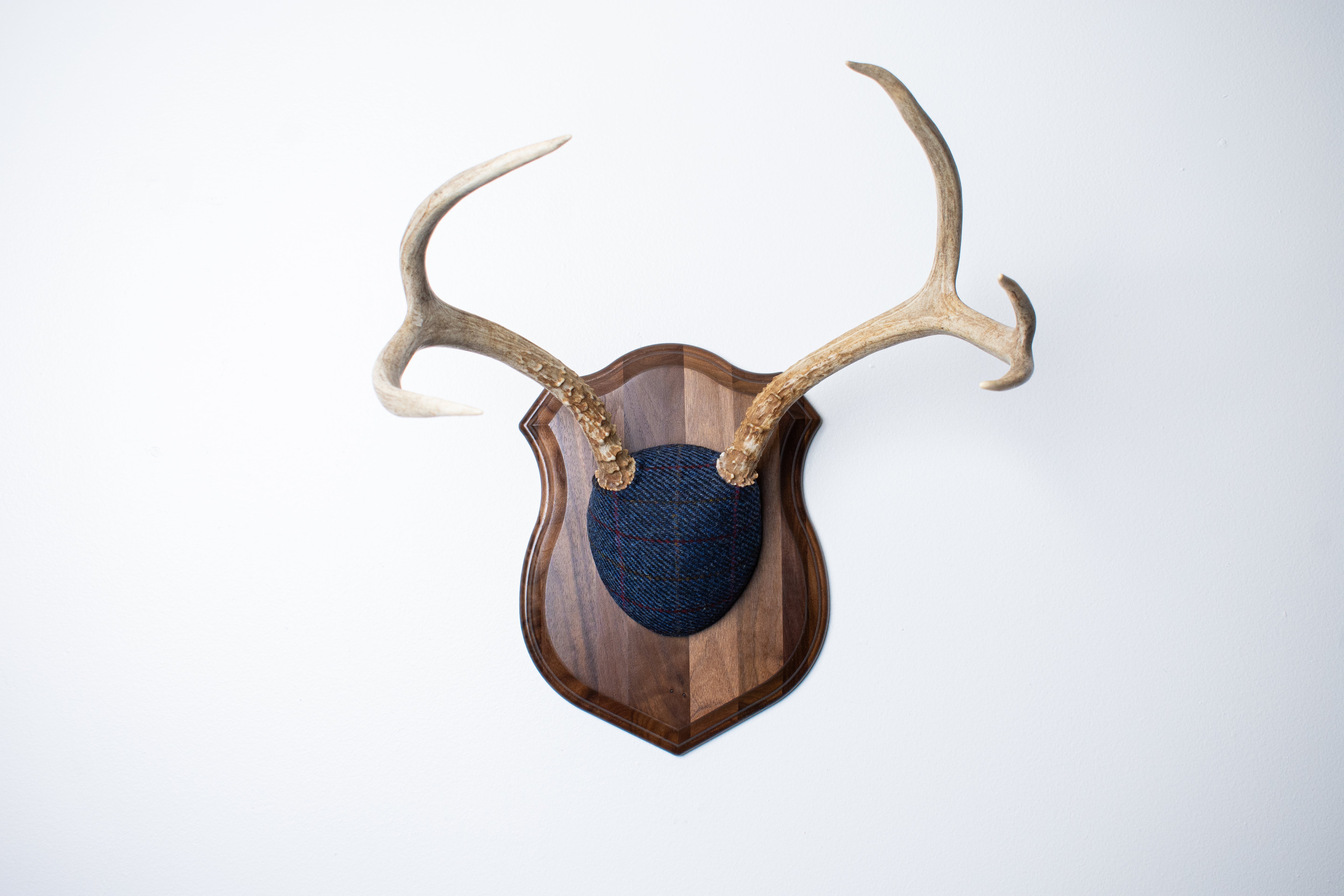 Mule Deer Antler Mount | Blue with Red Overcheck | 21
