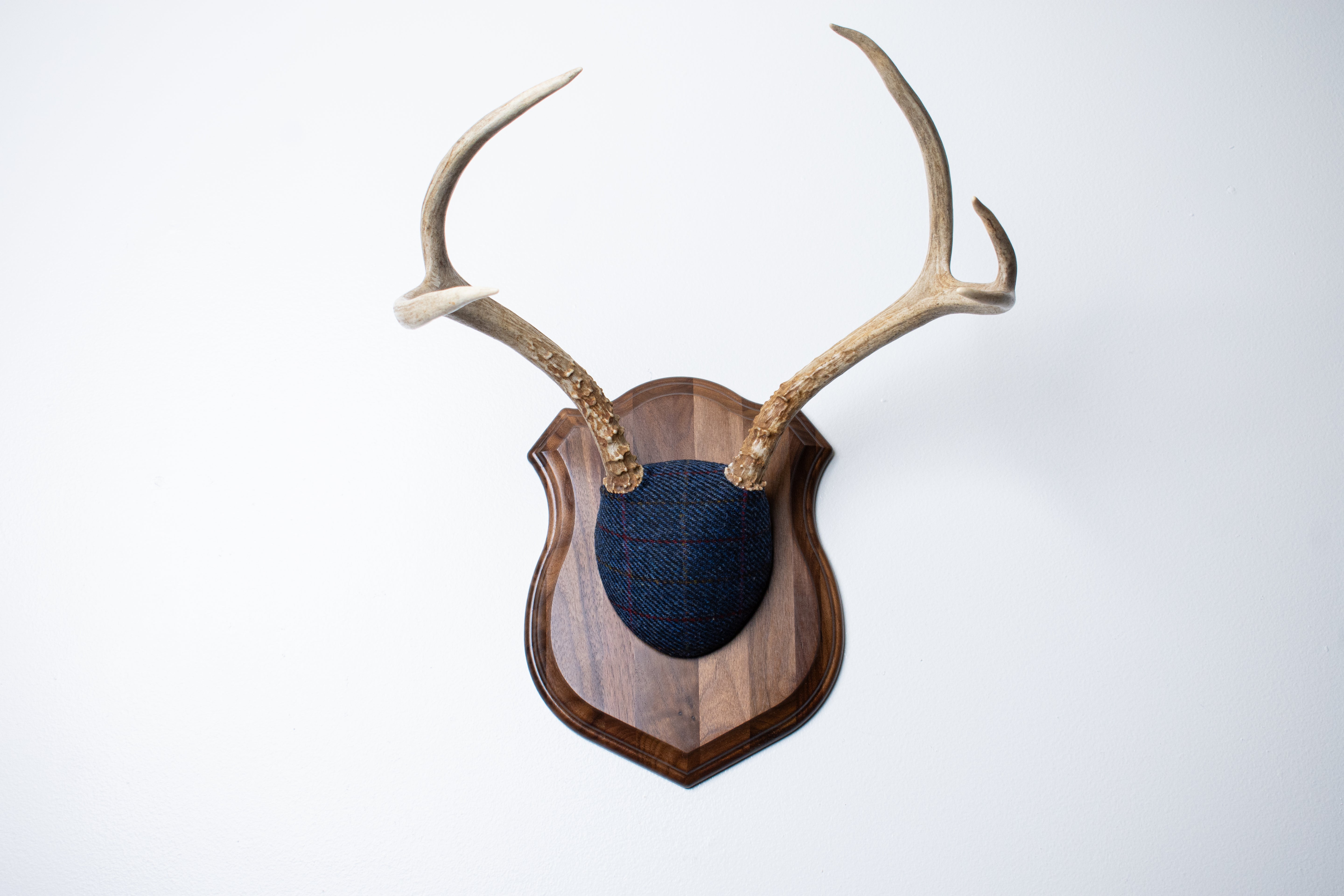 Mule Deer Antler Mount | Blue with Red Overcheck | 21