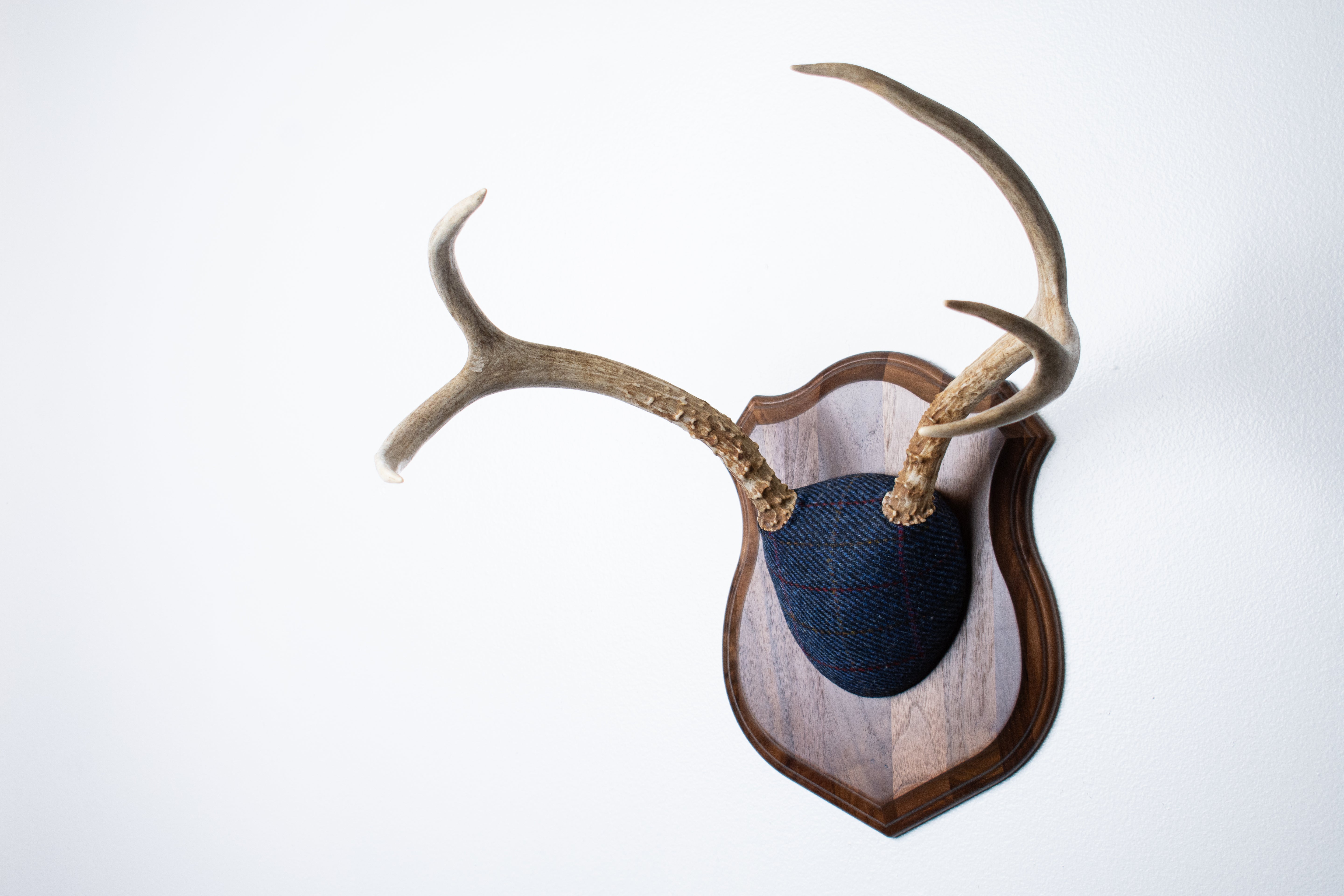 Mule Deer Antler Mount | Blue with Red Overcheck | 21