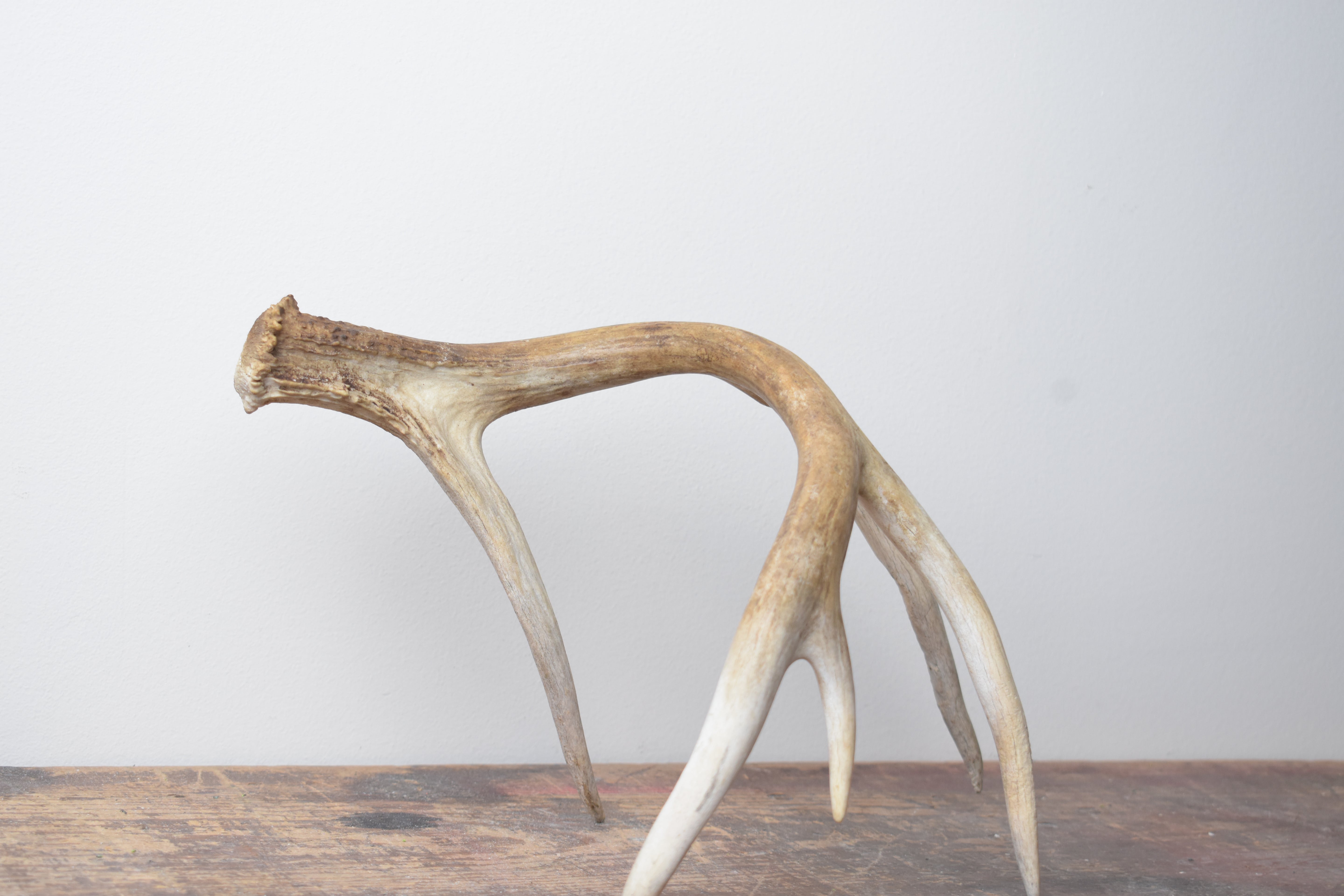 Whitetail Deer Antler | 02 | SOLD OUT